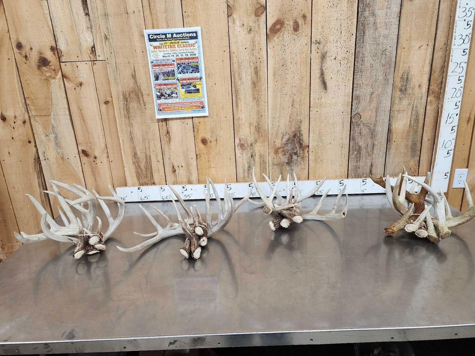 22 Lbs Of Whitetail Shed Antlers: 69.8 Groups of consecutive sheds from 4 deer mostly great color with a few minor chews here there