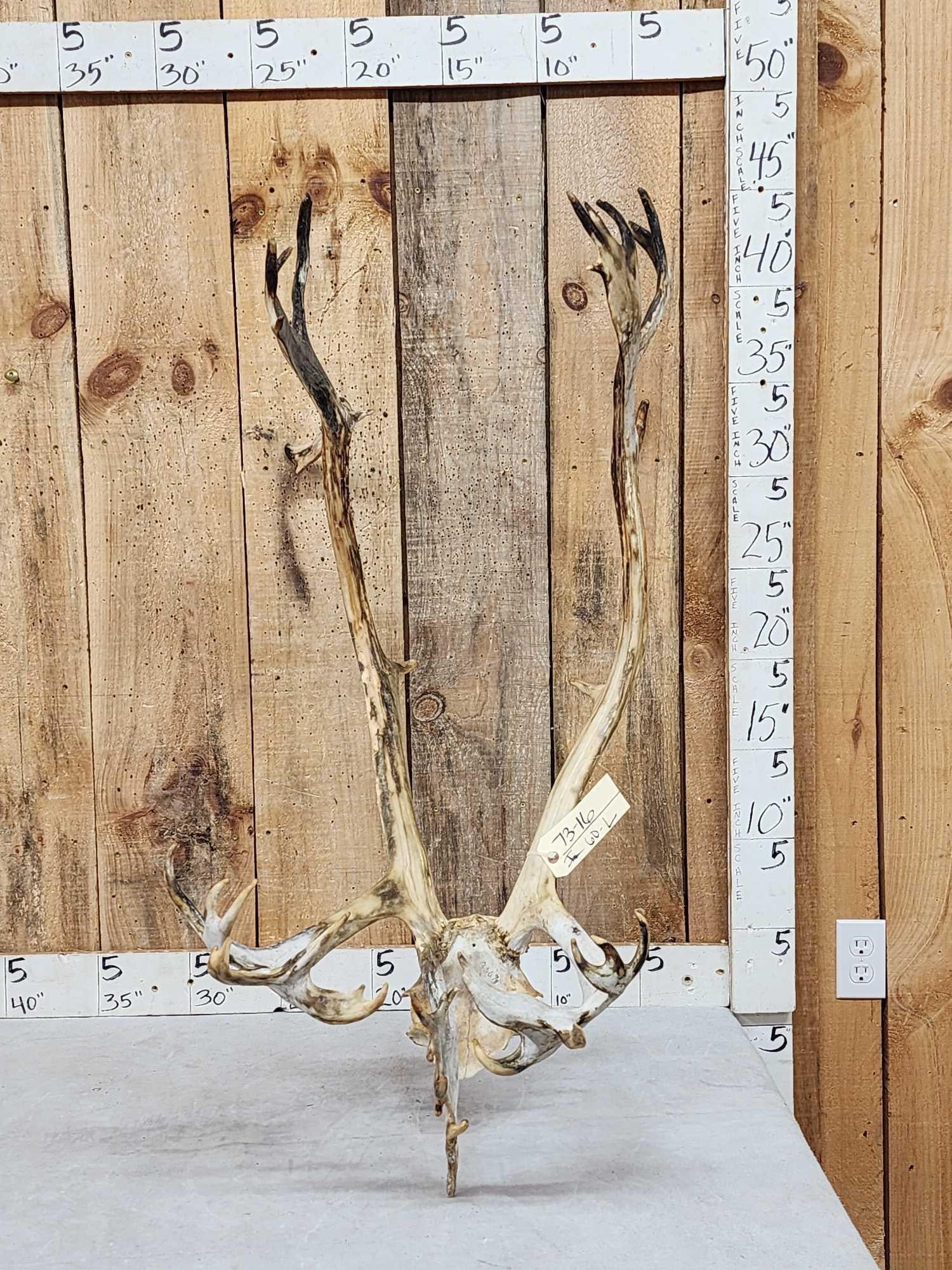 Caribou Antlers On Skull Plate (1 of 3)
