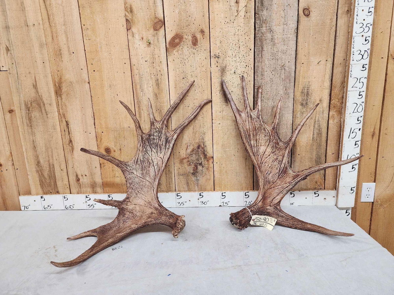 23.5 Lbs Set Of Moose Shed Antlers (1 of 5)