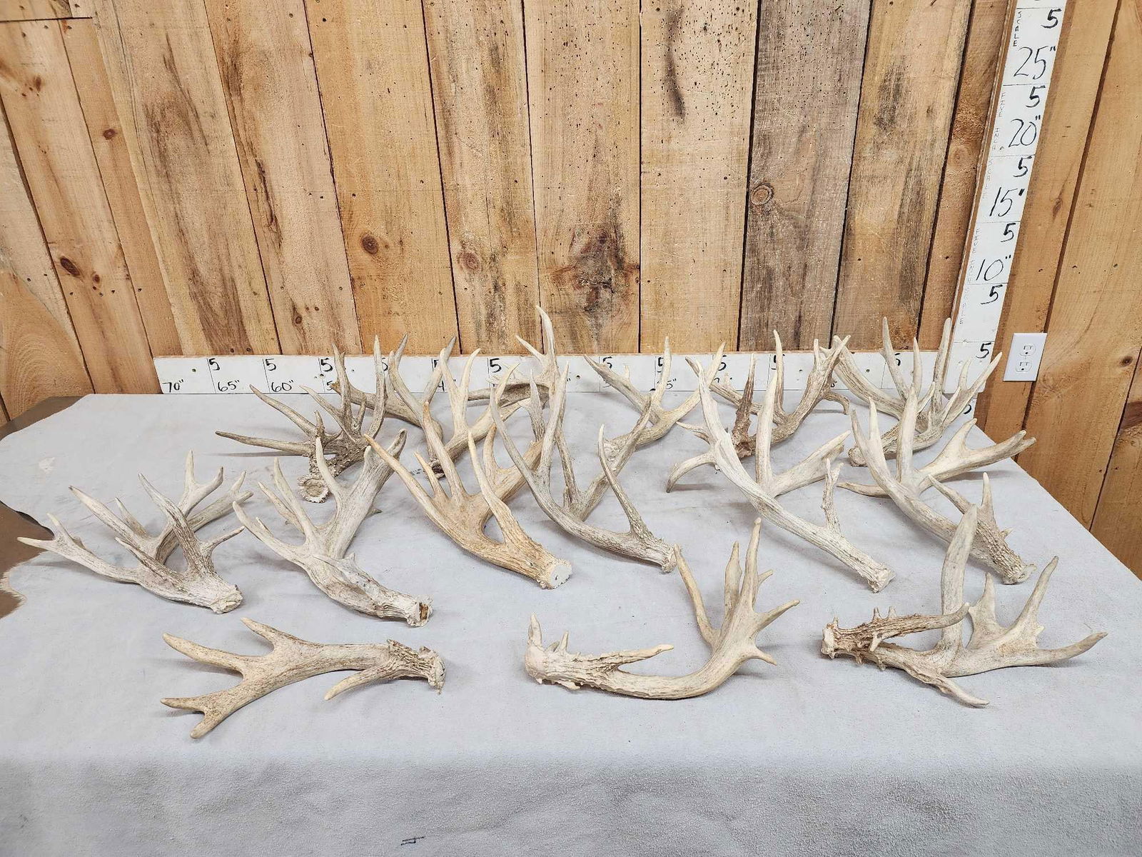 22.5 Lbs Of Whitetail Antlers (1 of 5)
