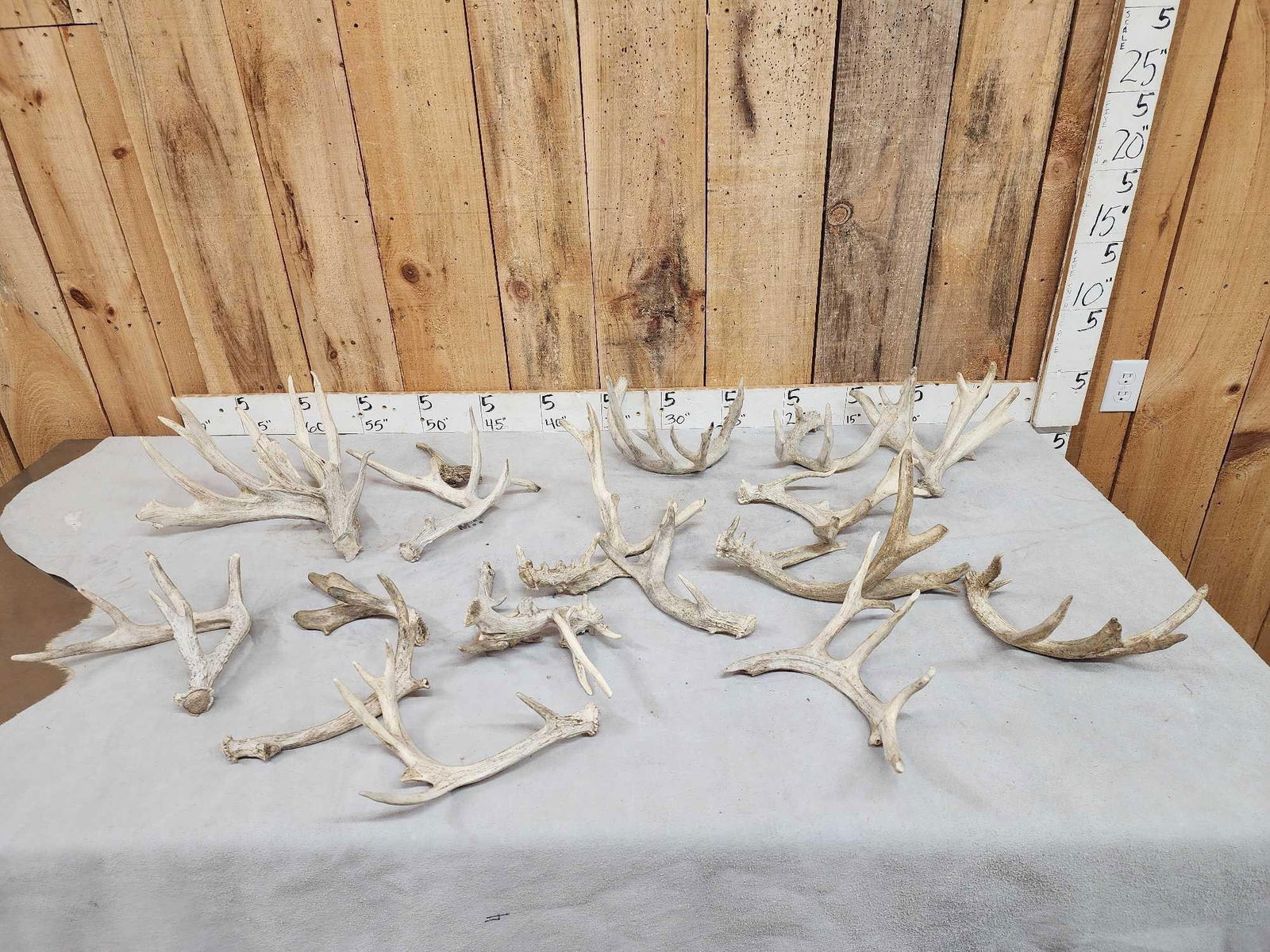 15.8 Lbs Of Whitetail Antlers (1 of 5)