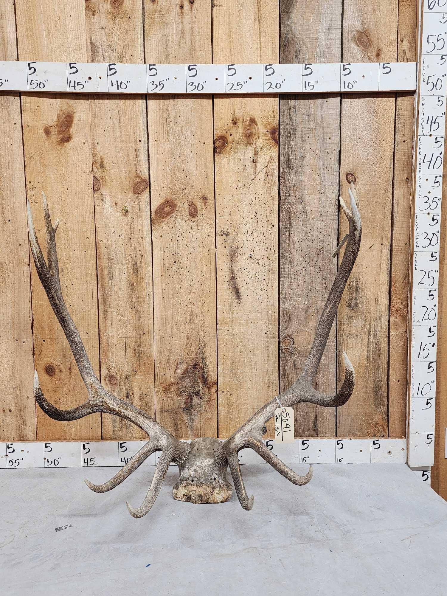 6x6 Elk Antlers On Skull Plate (1 of 4)
