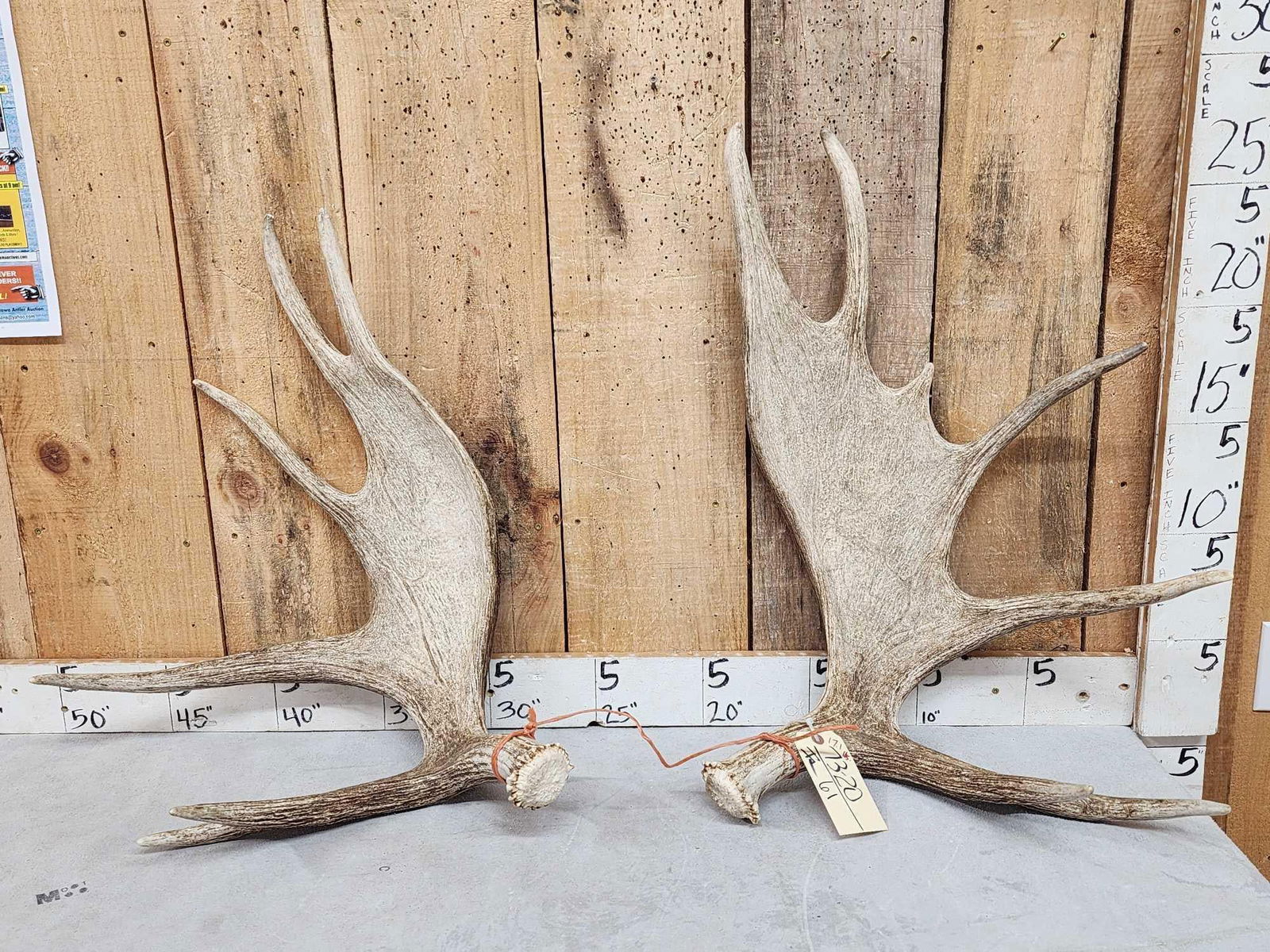 17.1 Lbs Set Of Moose Shed Antlers (1 of 10)
