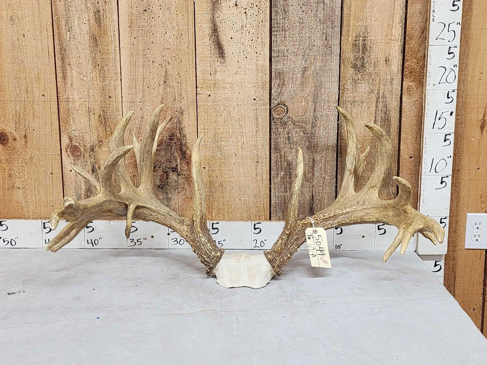 Larger Than Life Reproduction Whitetail Antlers (1 of 5)