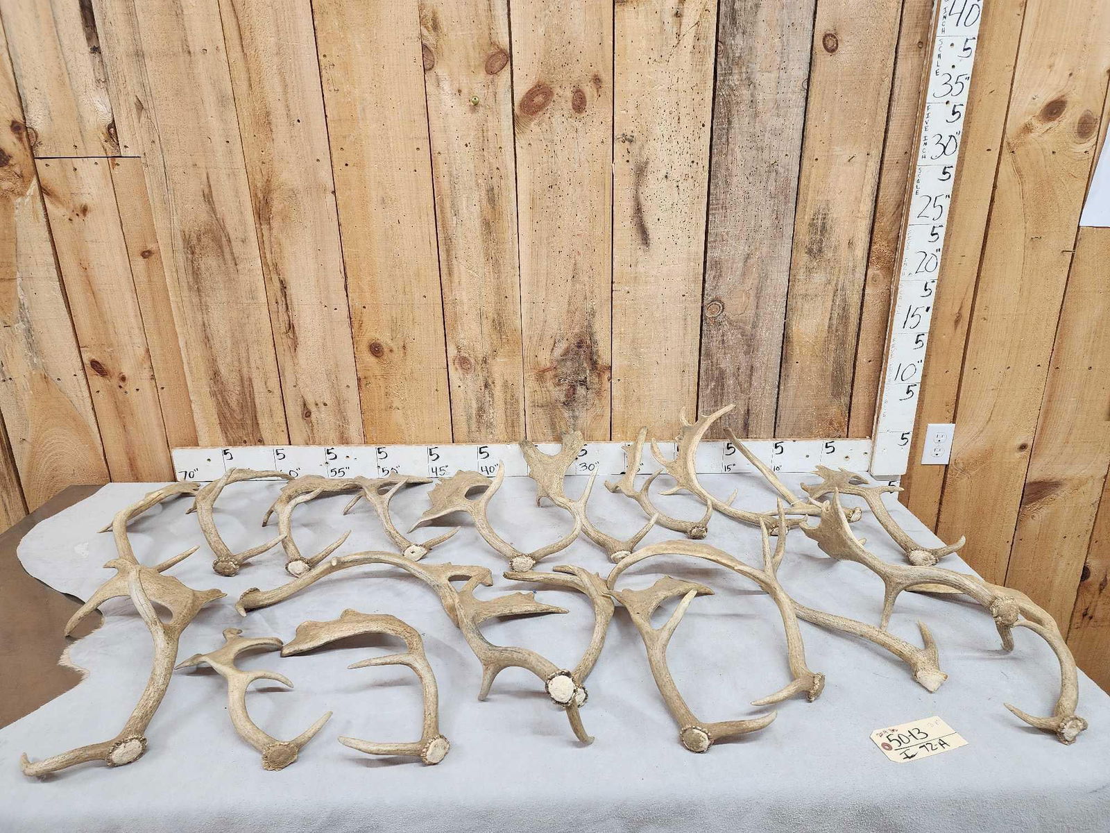 20.4 Lbs Of Fallow Deer Shed Antlers (1 of 8)