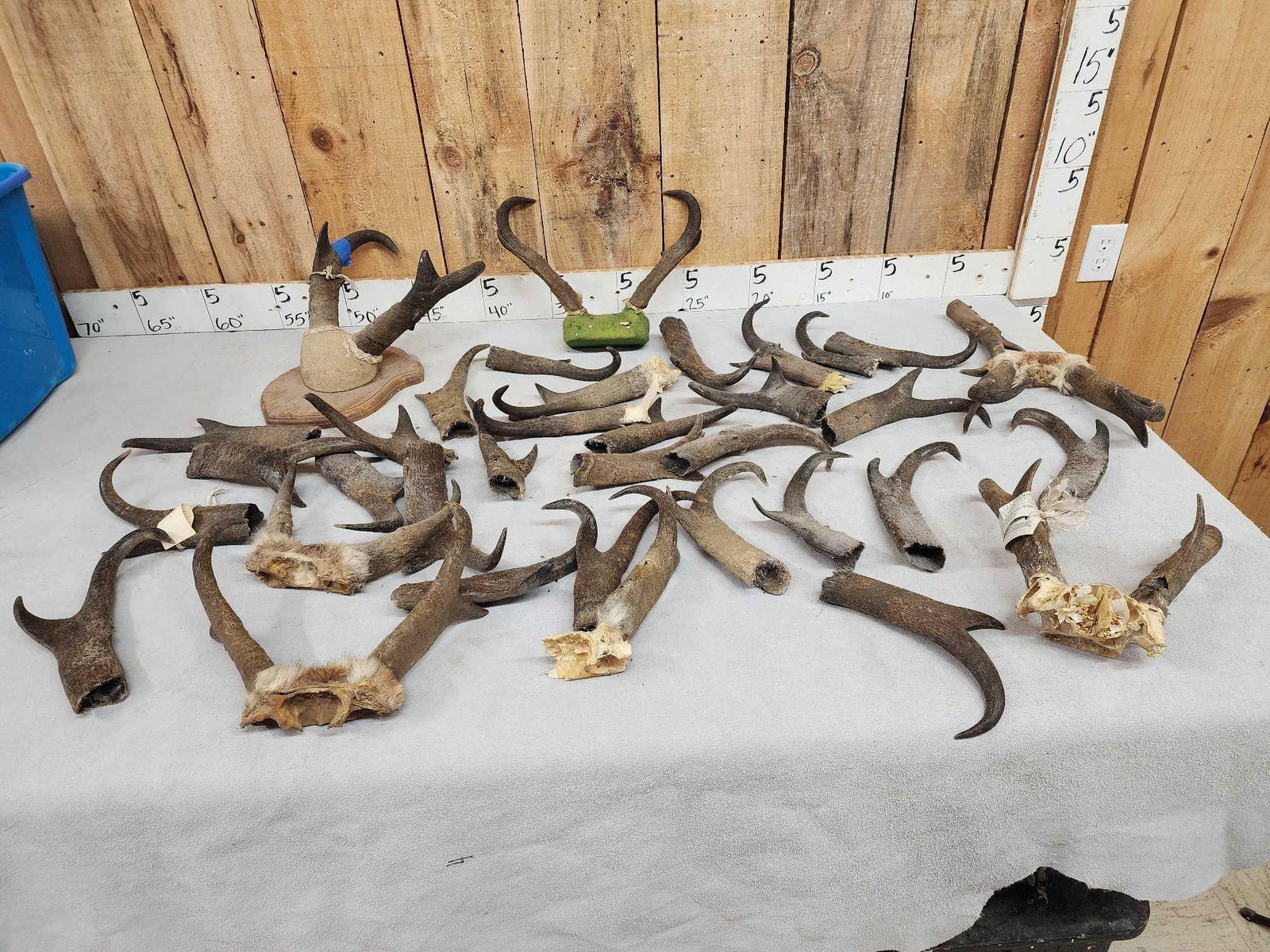 21.6 Lbs Of Pronghorn Antelope Horns (1 of 6)
