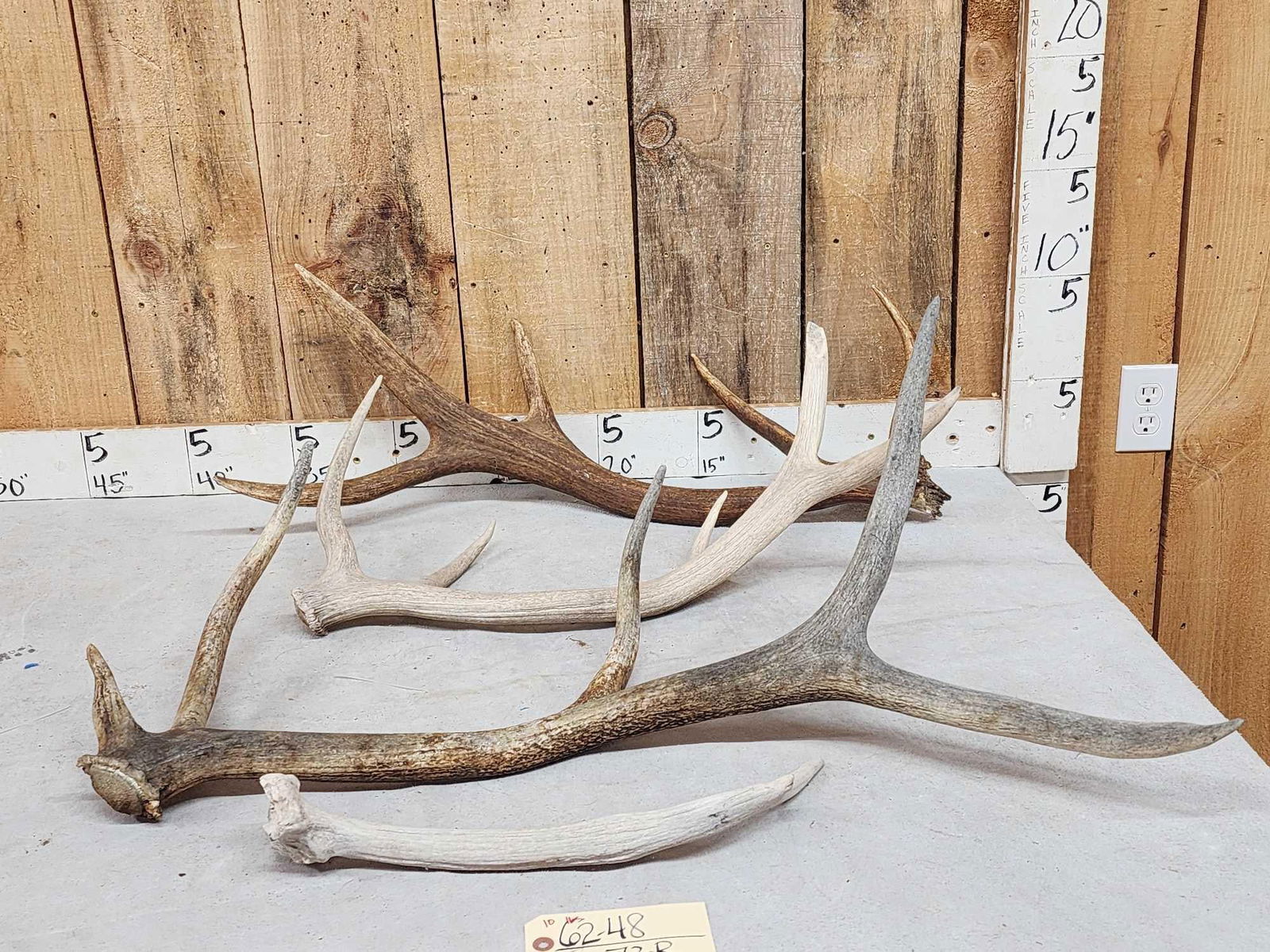 10 Lbs Of Elk Antler (1 of 3)