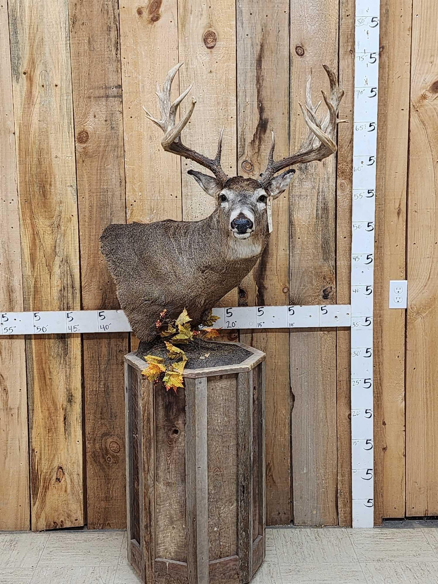 190 Class Whitetail Pedestal Taxidermy Mount (1 of 8)