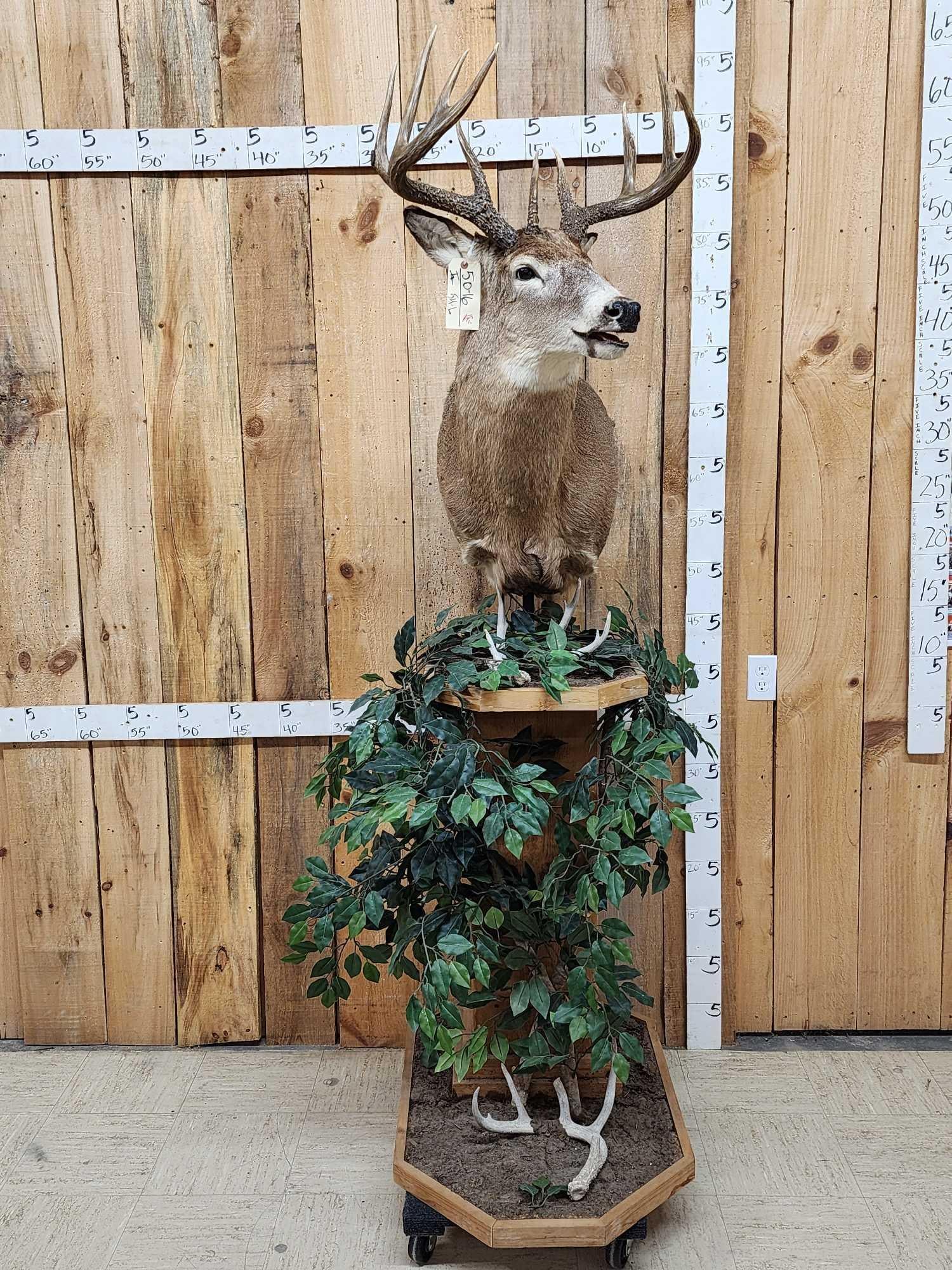 4x5 Whitetail Pedestal Taxidermy Mount (1 of 7)