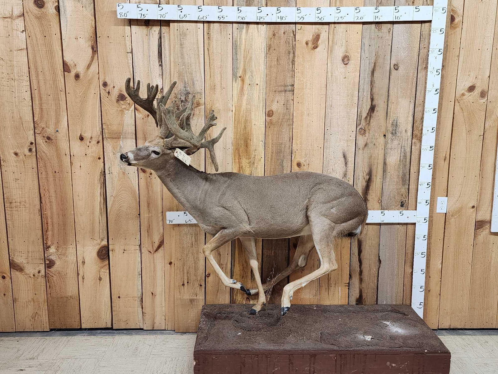 Big Whitetail Deer Full Body Taxidermy Mount (1 of 8)