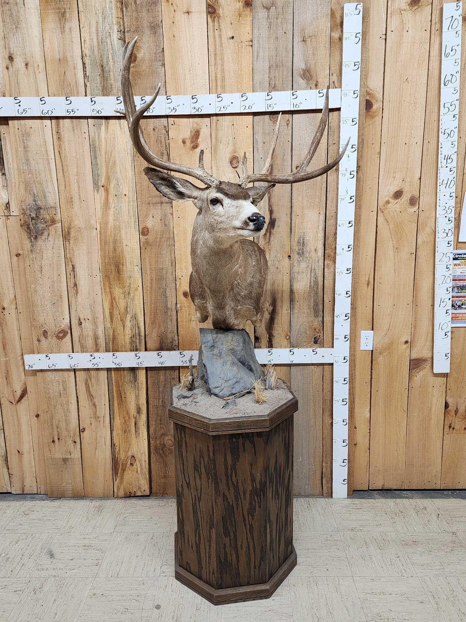 4x5 Mule Deer Pedestal Taxidermy Mount (1 of 7)