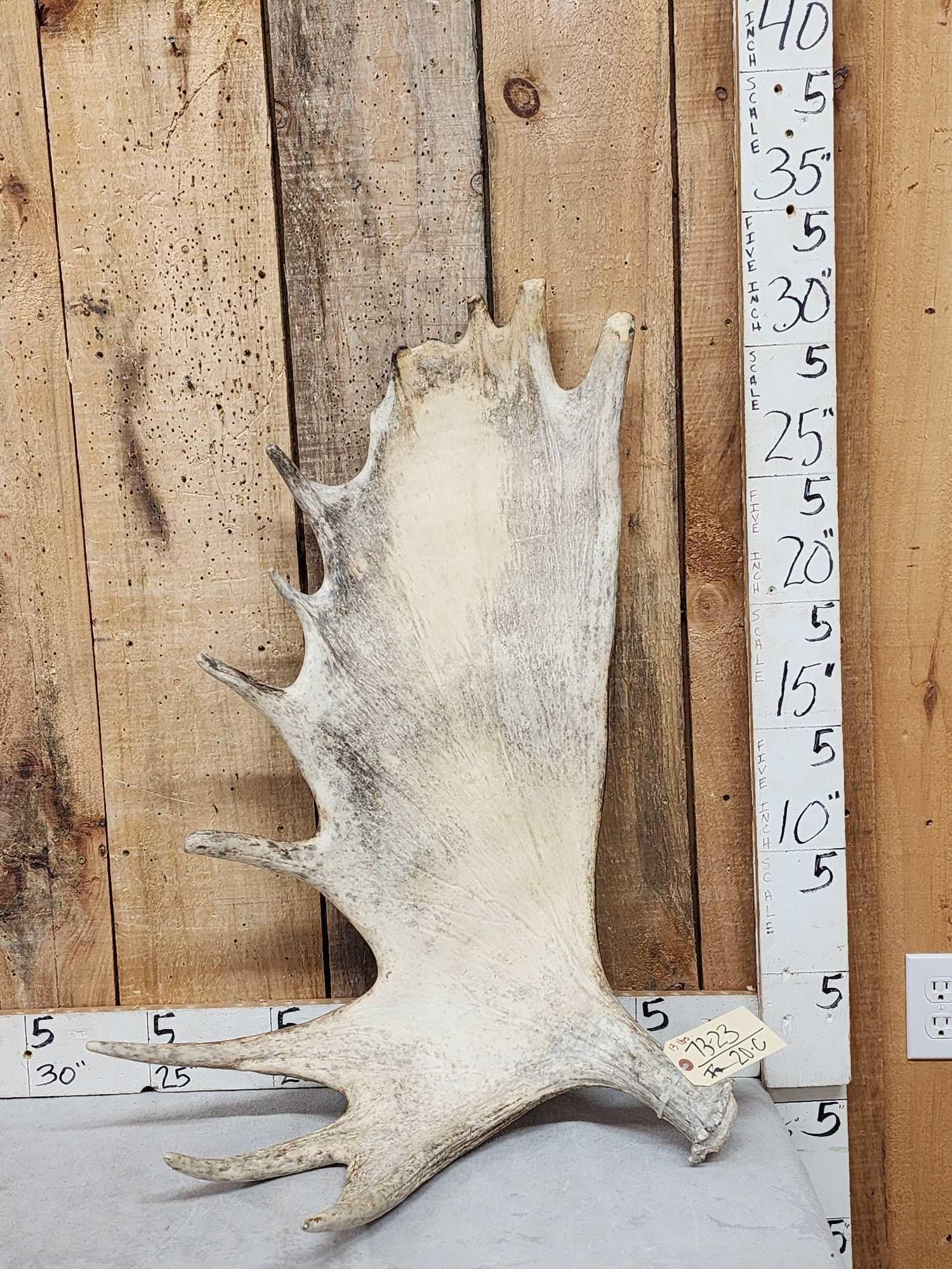 13 Lbs Moose Shed Antler: 73.23 Great for crafts or decor