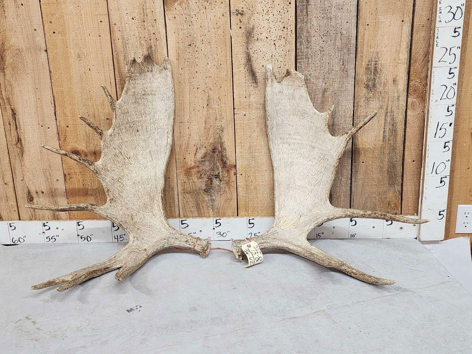 18.2 Lbs Set Of Moose Shed Antlers (1 of 4)