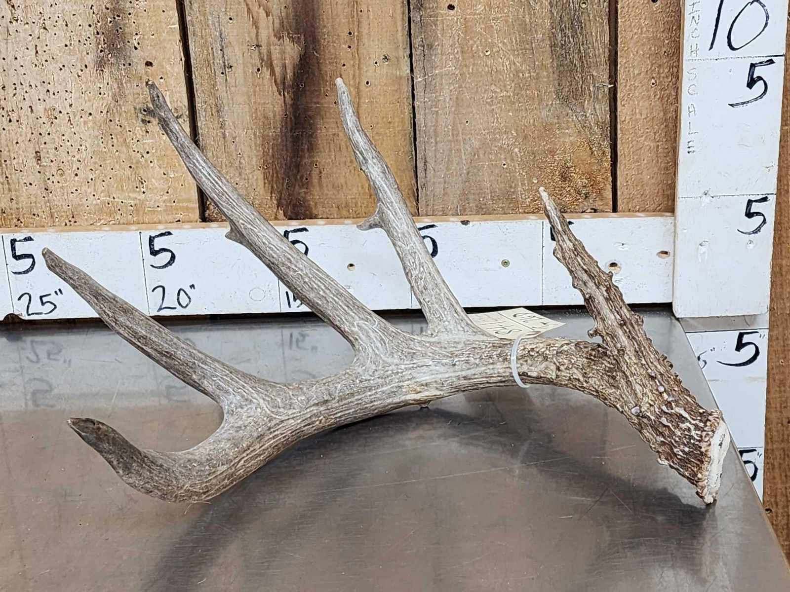 Giant 87 3/8" 5 Point Whitetail Shed Antler (1 of 6)