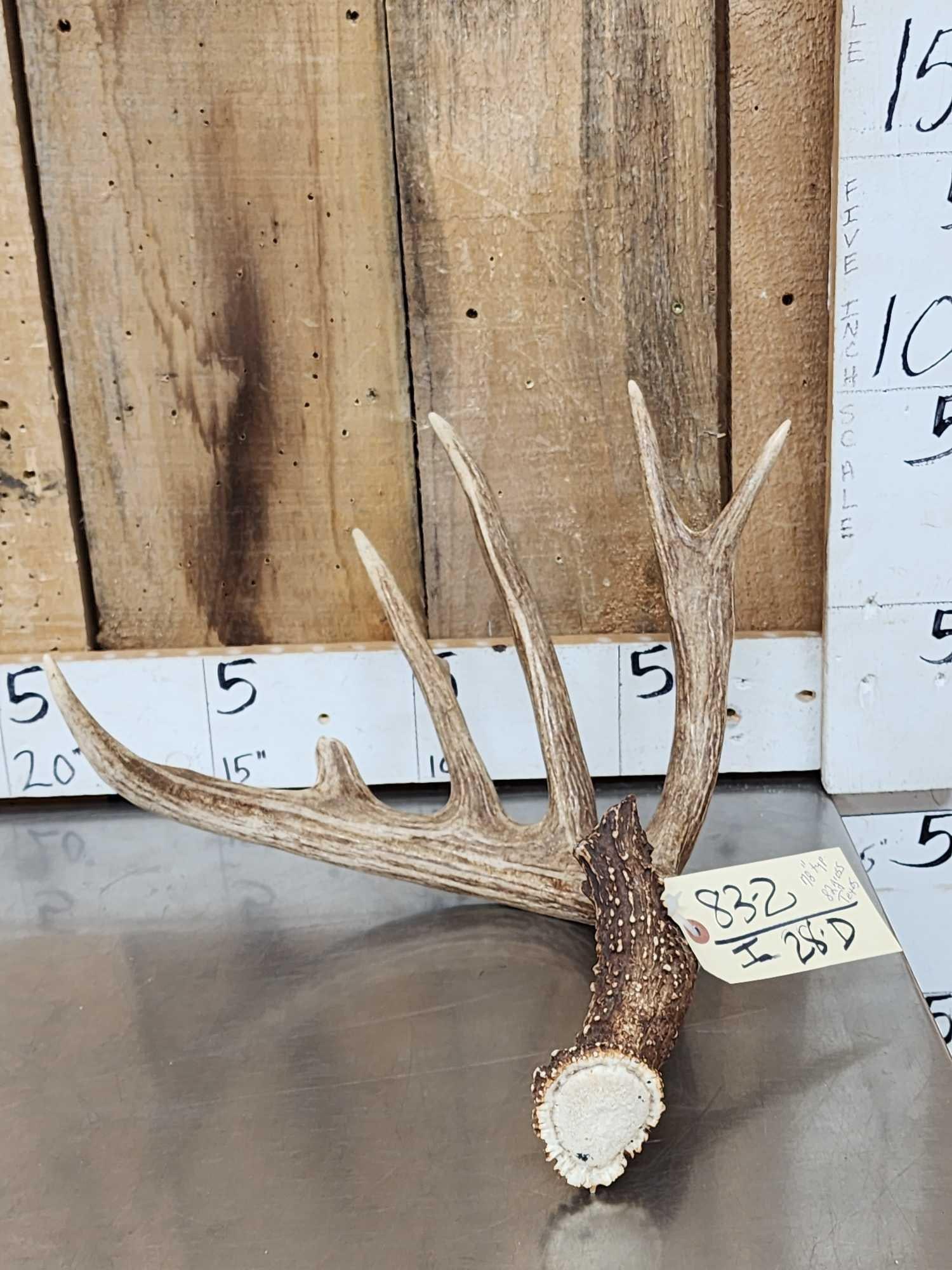 82" Gross Whitetail Shed Antler: 83.2 Net 78" awesome color Texas