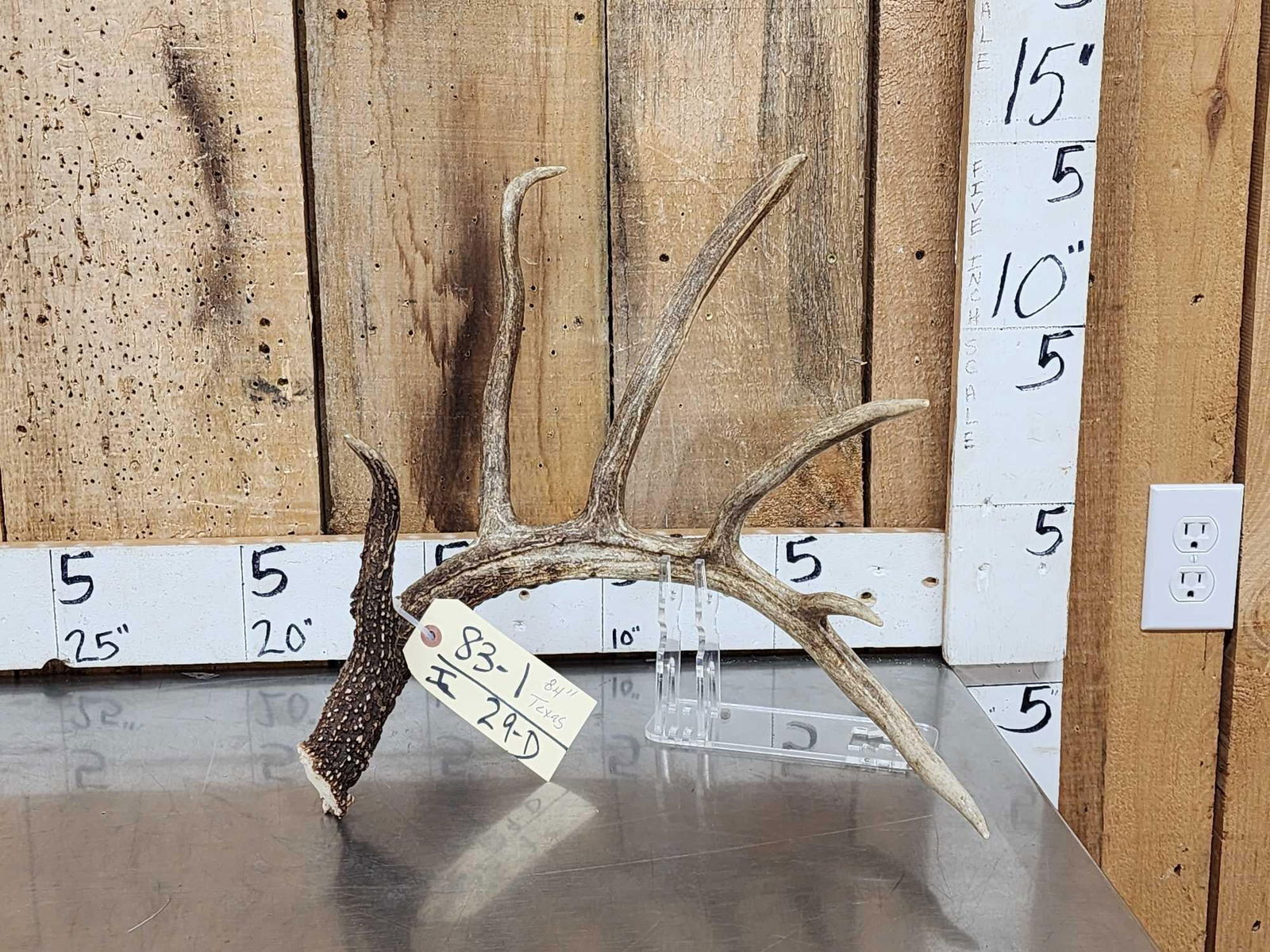 84" Texas Whitetail Shed Antler: 83.1 Awesome color heavy beading pretty shed