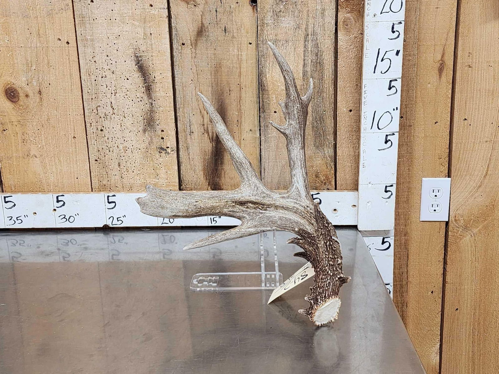 103 5/8 Texas Whitetail Shed Antler: 84.2 Awesome color heavy beading lots of character weighs 4lbs 12oz