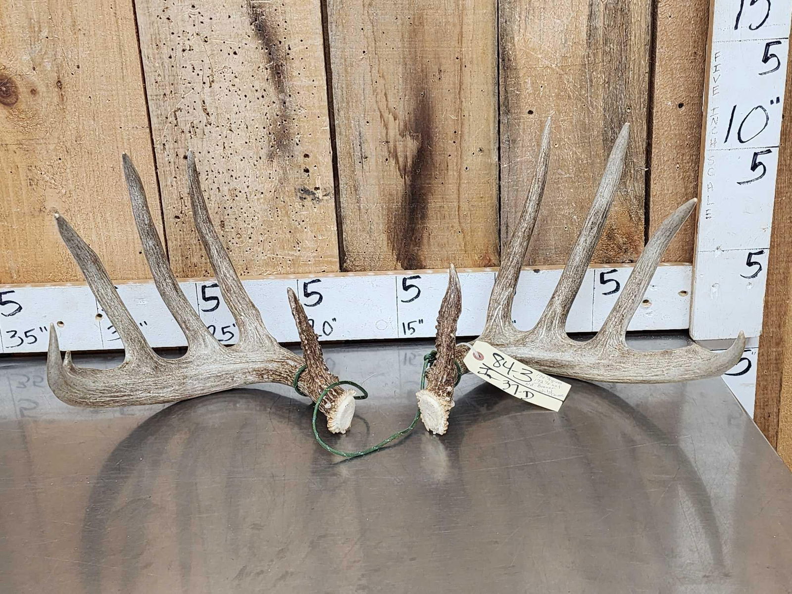 Gorgeous 5x5 Boone & Crockett Set Of Wild Texas Whitetail Shed Antlers: 84.3 Awesome color Gross score of 174 4/8" net score of 172 1/8" with a conservative 17" inside spread credit wild Texas sheds