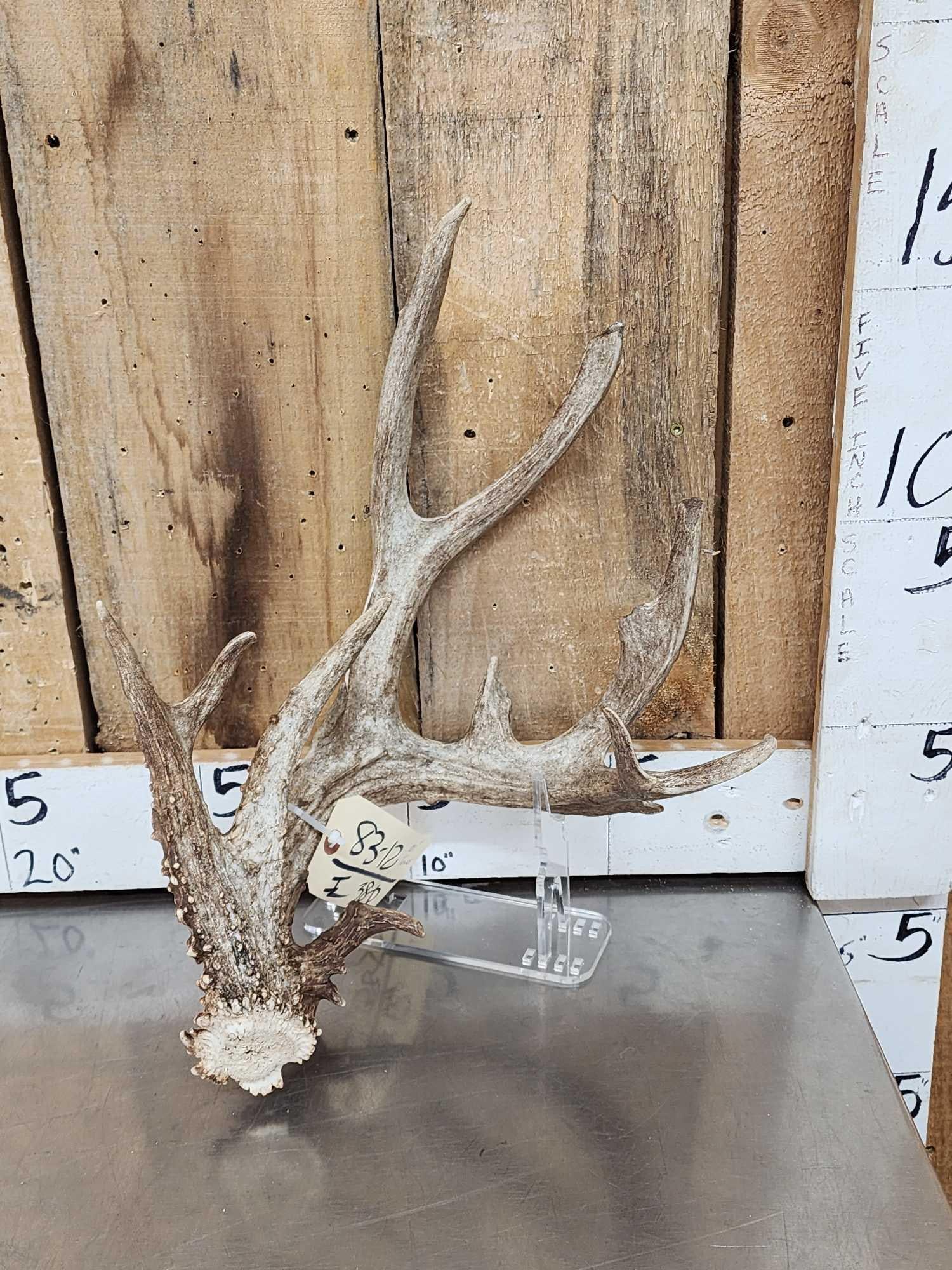 101" Nontypical Texas Whitetail Shed Antler: 83.12 TONS of character great color heavy beading lots of extras