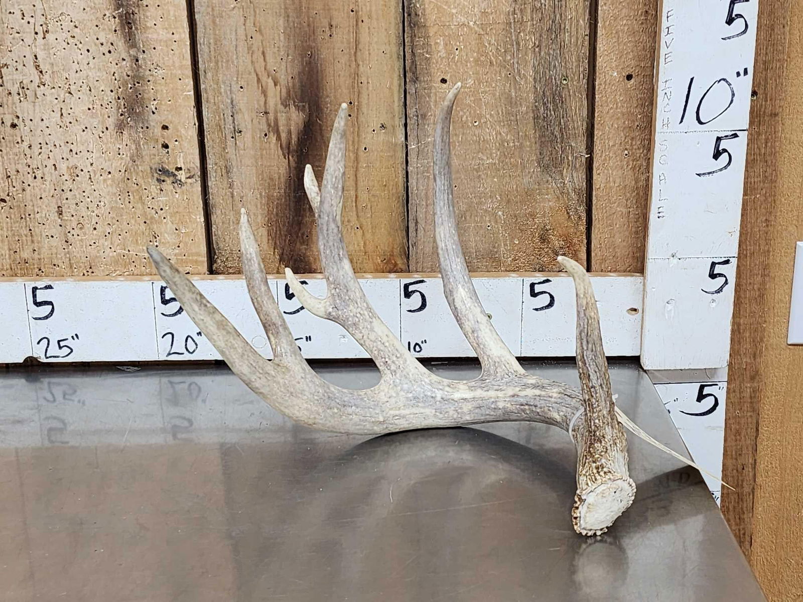 89" Wild Kansas Whitetail Shed Antler: 83.3 Awesome look net scores 83" on the 5 point typical frame