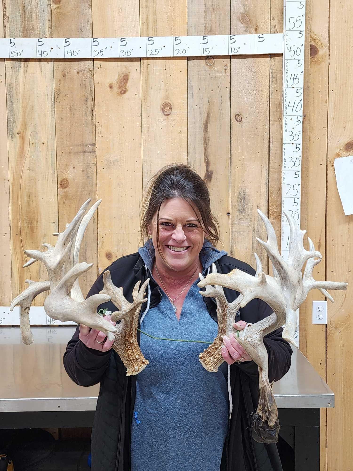 Monster Set Of 289" Whitetail Shed Antlers: 83.6 Awesome color preserve sheds with droptines lots of extras tons of character total weight 7.4 Lbs score with spread credit