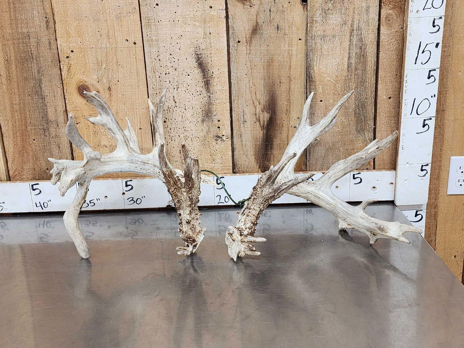 Monster Set Of 280" Whitetail Antlers: 83.11 Big preserve Deer 1 side shed one side cut big preserve Deer died before shedding both sides total weight 9.4 lbs score with spread credit