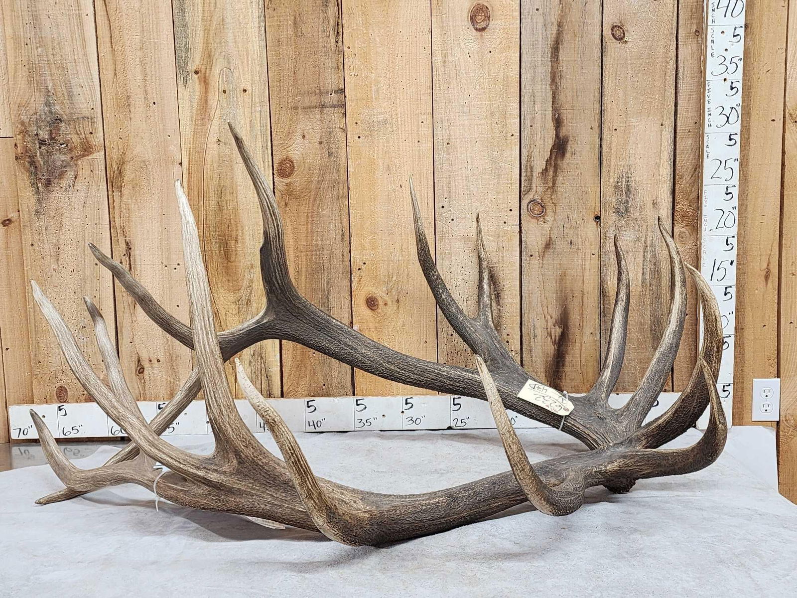 Giant 8x7 Set Of Elk Shed Antlers (1 of 5)