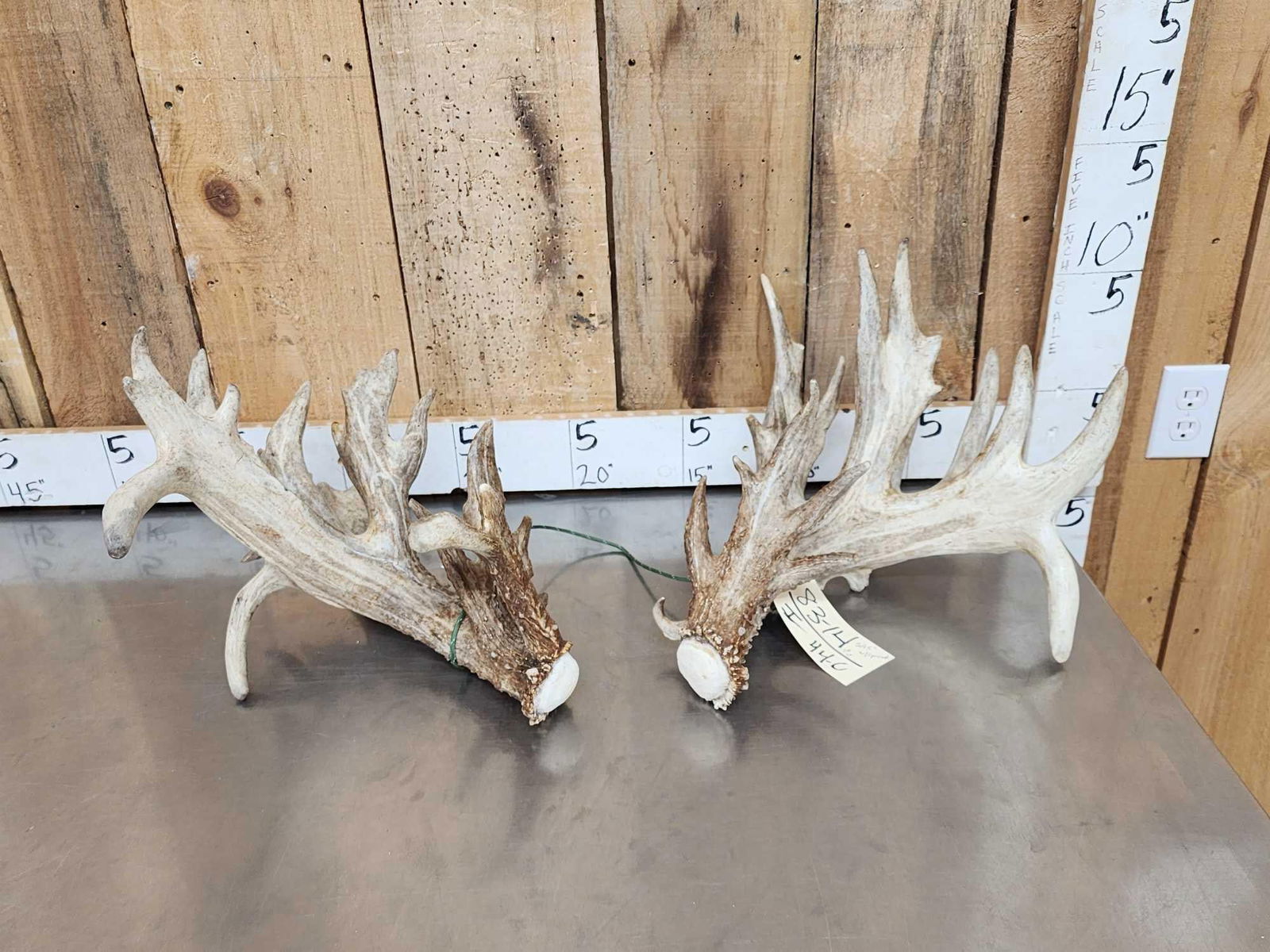 MONSTER 295" Set Of Whitetail Shed Antlers (1 of 9)