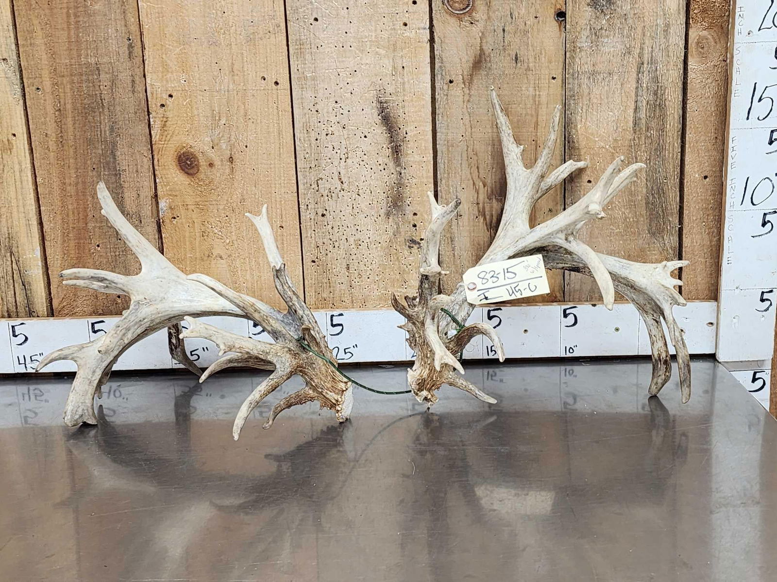 Set Of GIANT 320" Whitetail Shed Antlers: 83.15 CRAZY brows tons of character great color preserve sheds total weight over 8 lbs score with spread credit