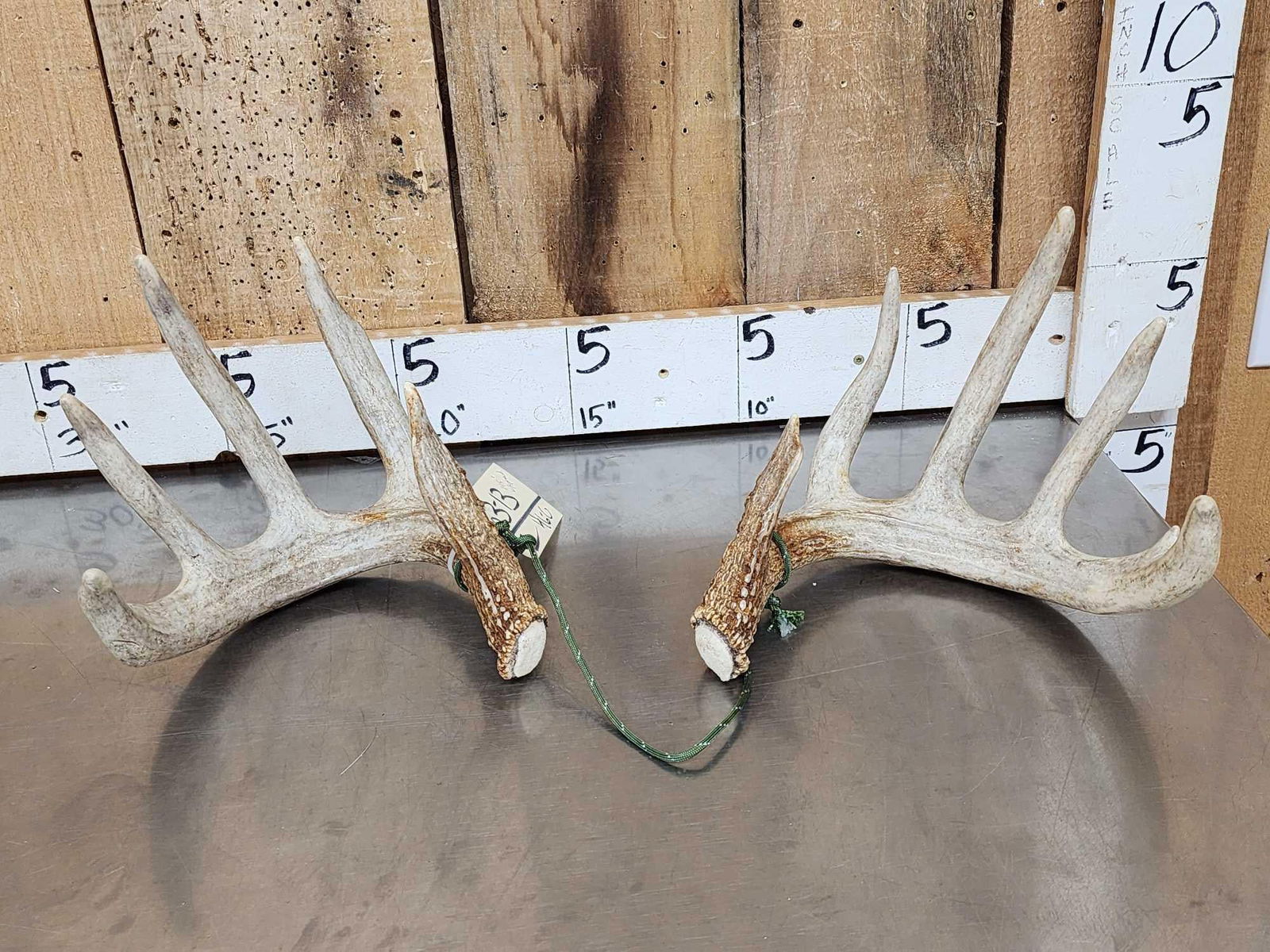 Set Of 145" Whitetail Shed Antlers: 83.13 Awesome color preserve sheds score with spread credit