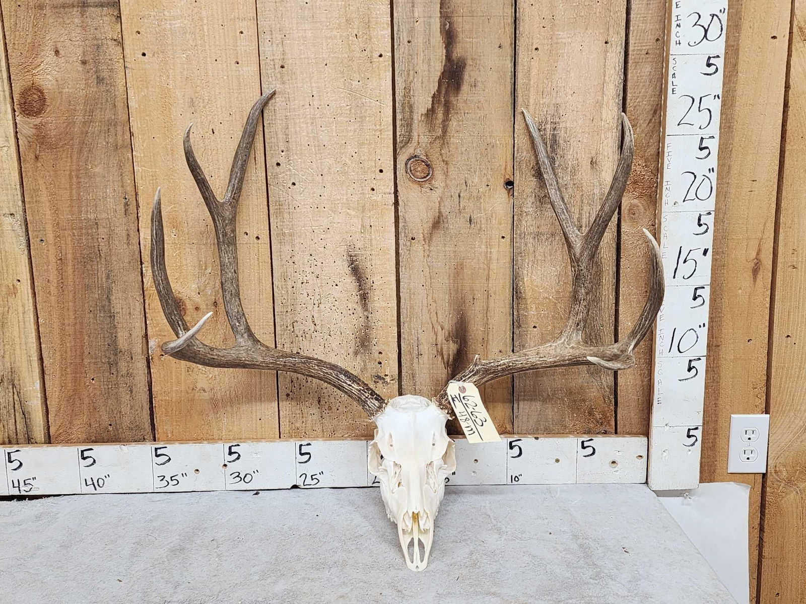 180 Class 4x4 Mule Deer Antlers On Skull (1 of 5)