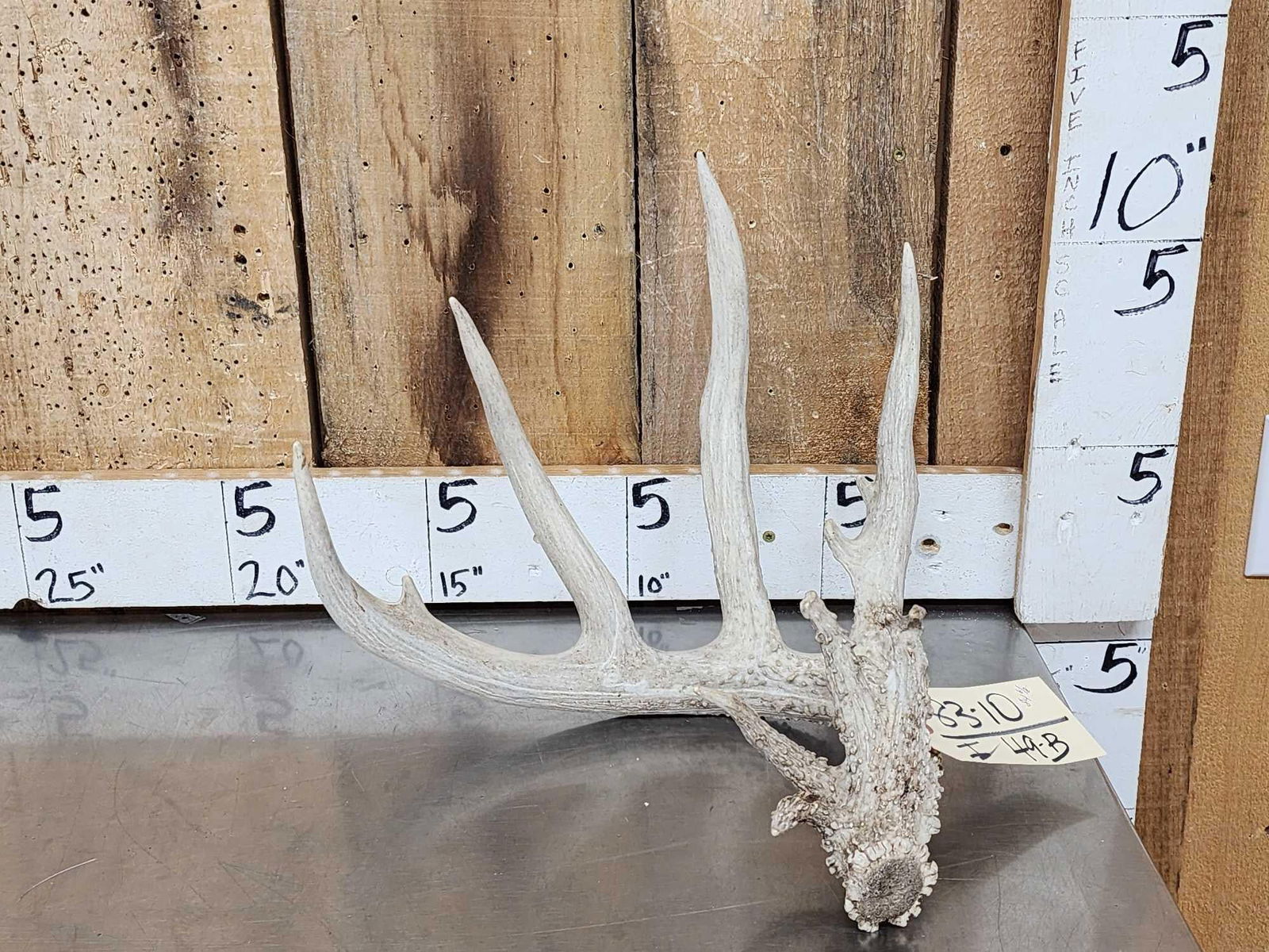 84 6/8" Whitetail Shed Antler: 83.10 Cool piece clustered brow heavy beading