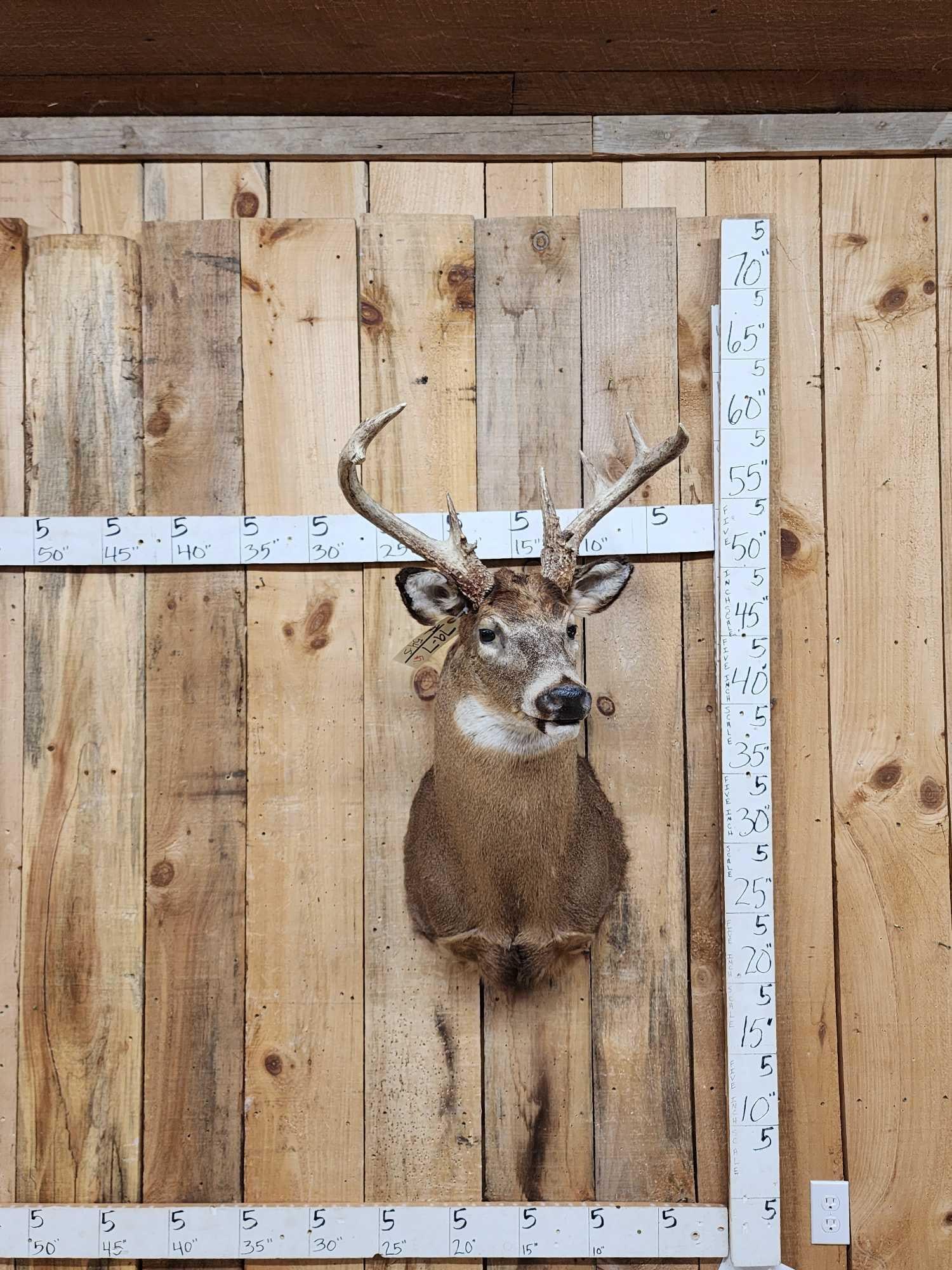 4x4 Whitetail Shoulder Mount Taxidermy (1 of 3)