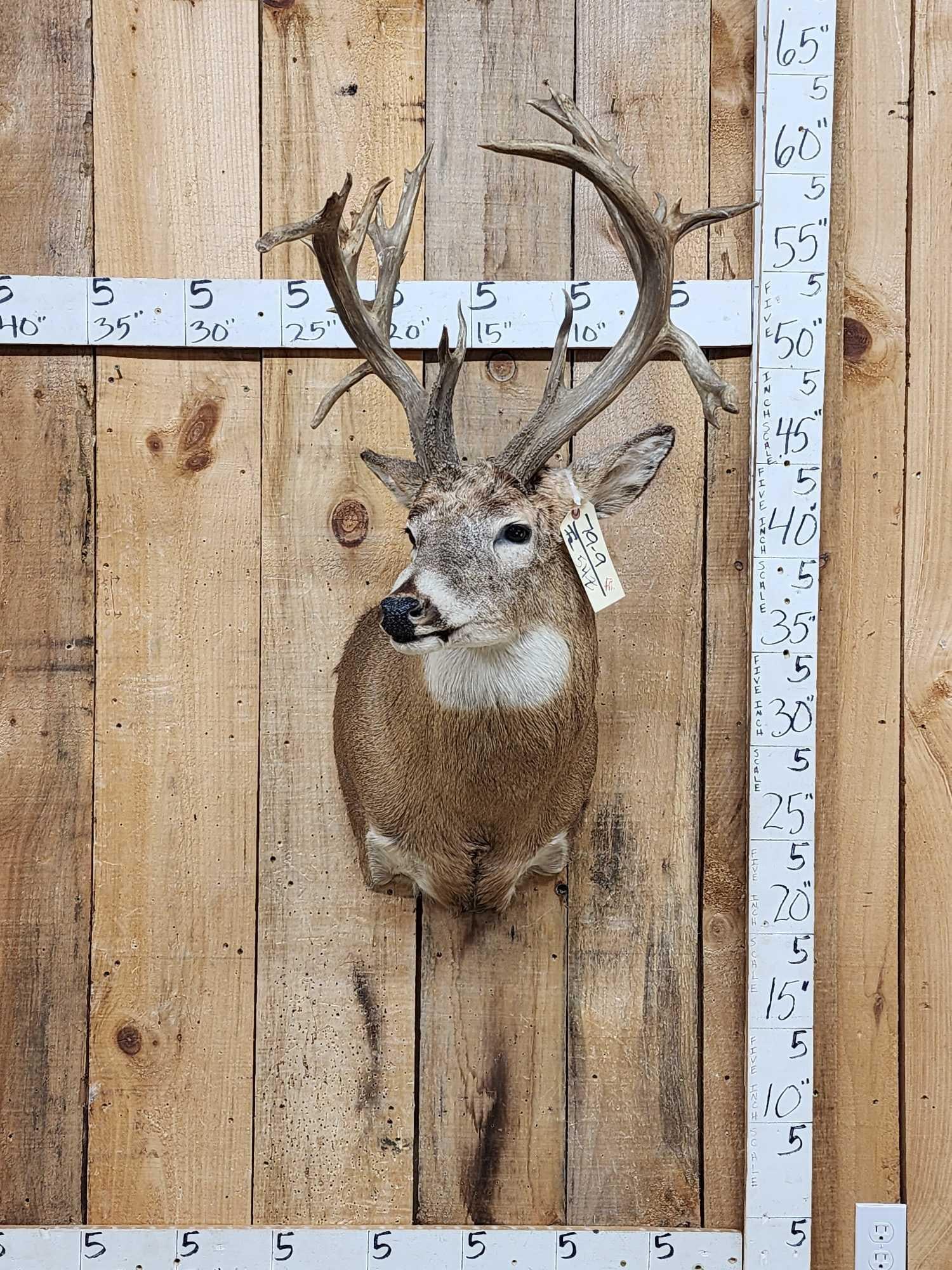 Gnarly Nontypical Whitetail Shoulder Mount Taxidermy (1 of 3)