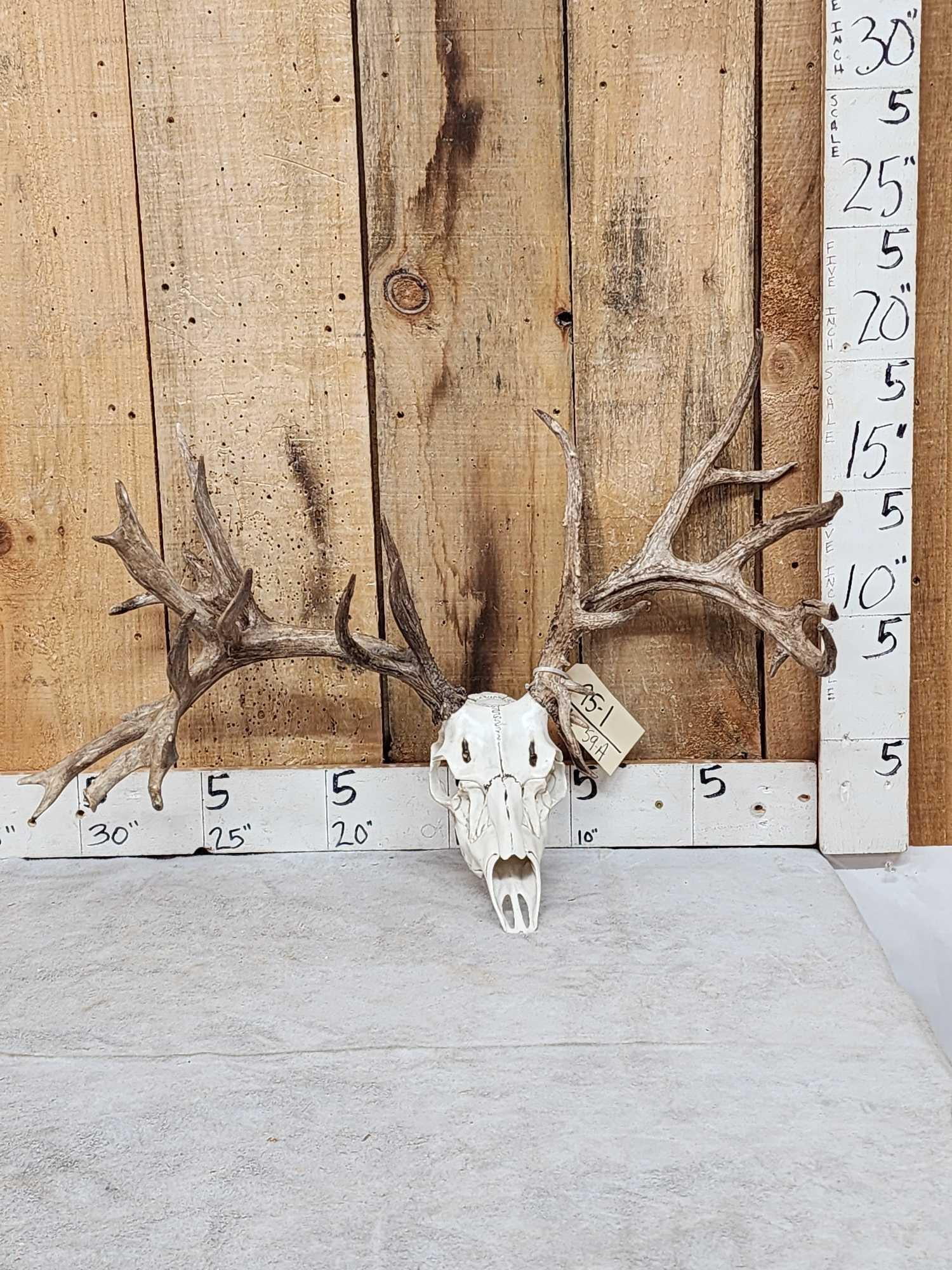 Big Nontypical Whitetail Antlers On Reproduction Skull (1 of 3)