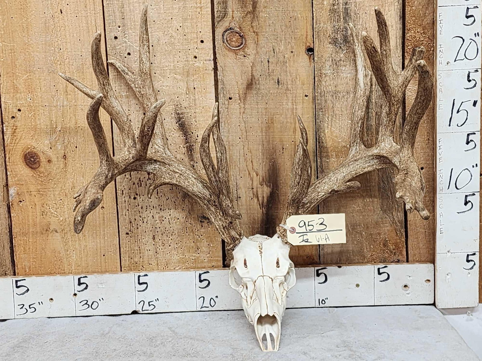 Big Nontypical Whitetail Shed Antlers On Reproduction Skull (1 of 3)