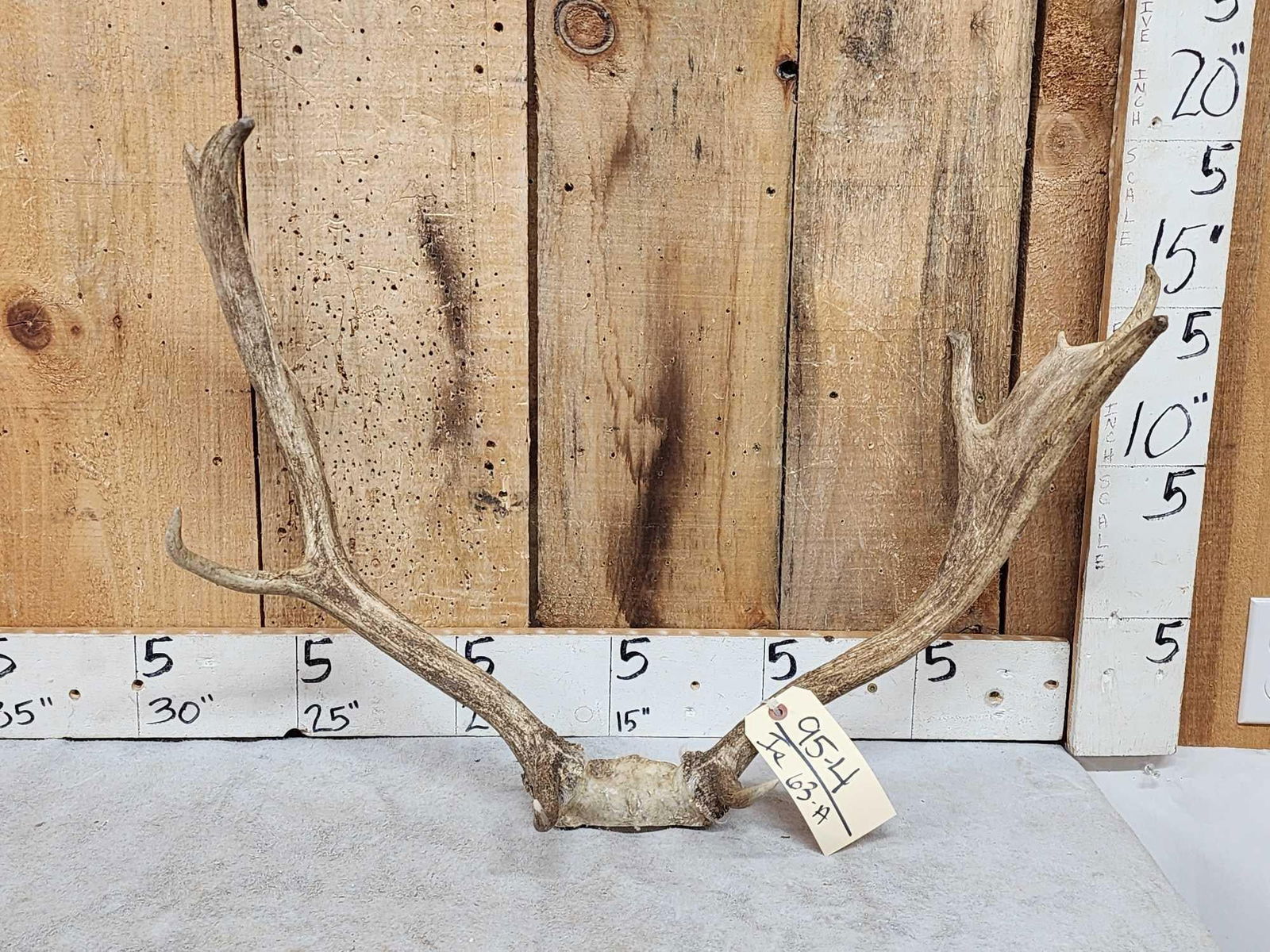 Fallow Deer Antlers On Skull Plate (1 of 3)
