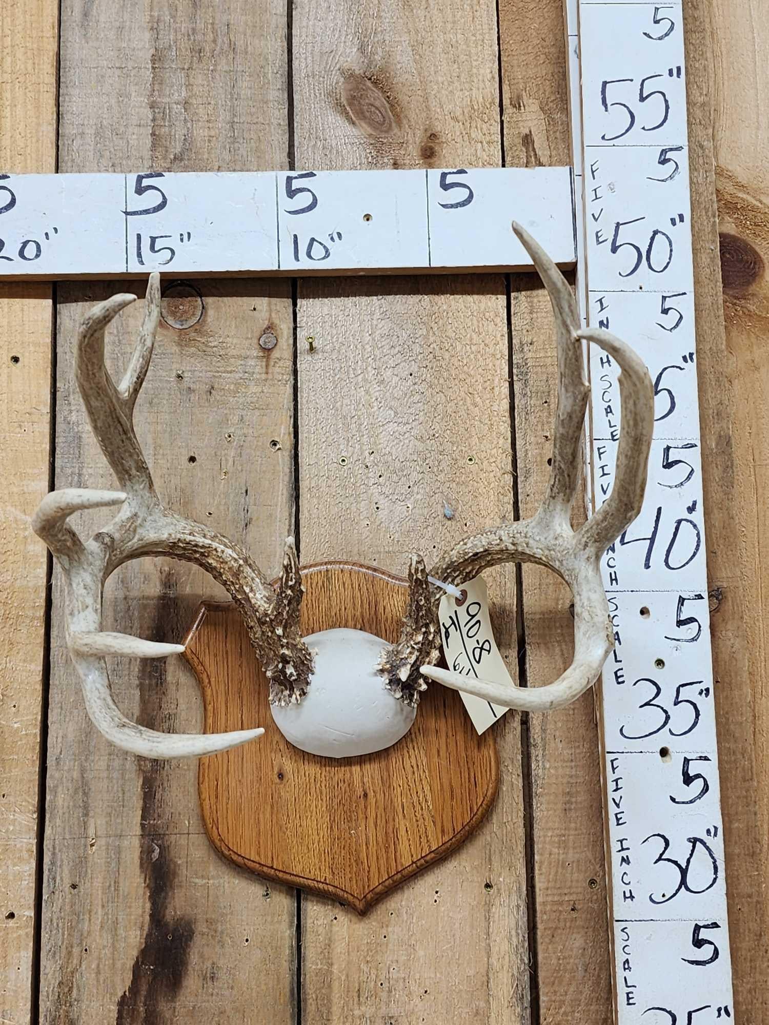 5x5 Whitetail Antlers On Plaque: 90.8 Wild Iowa Deer heavy beading great color tall tines