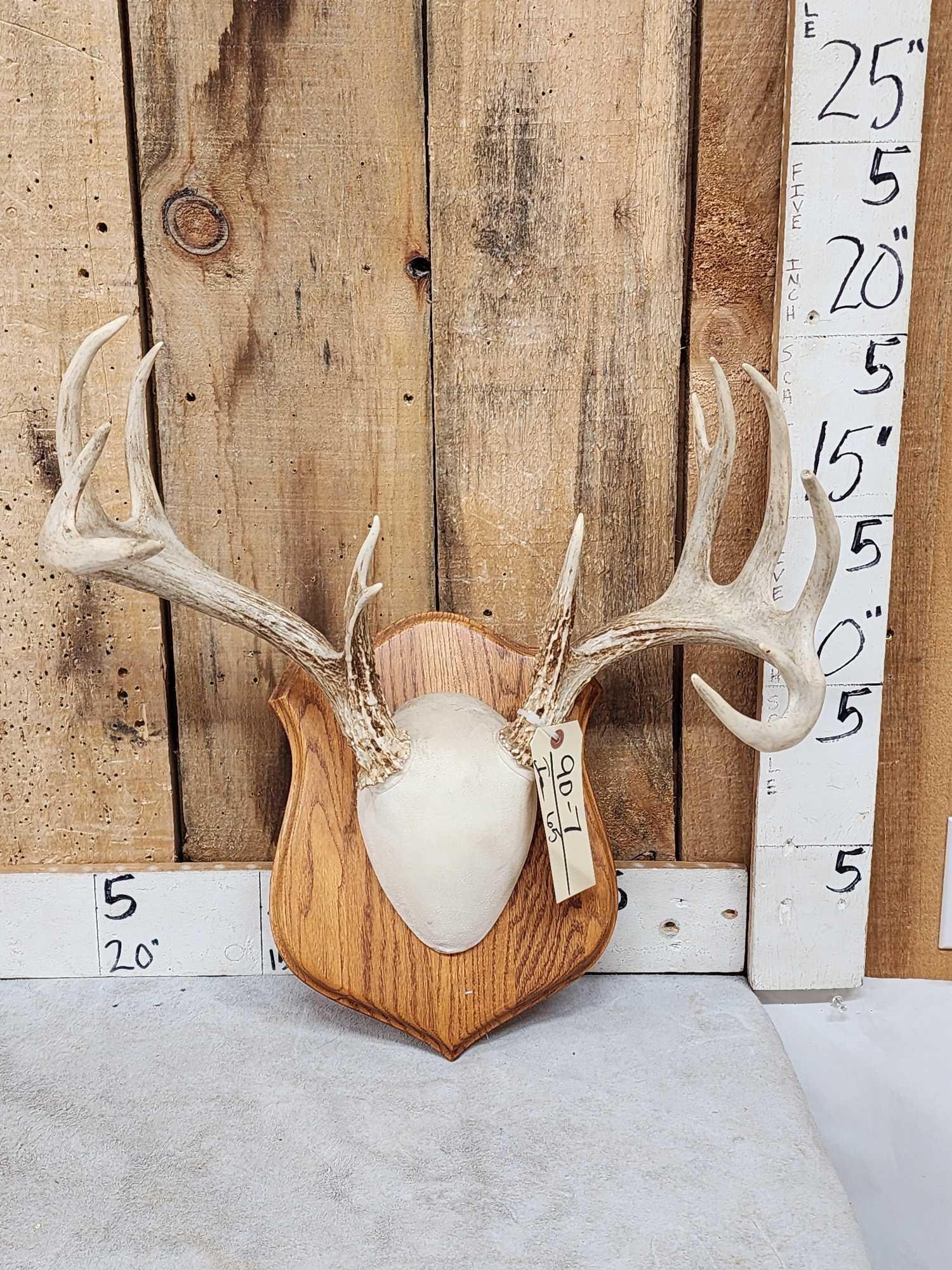 Mini Monster 6x5 Whitetail Antlers On Plaque (1 of 3)