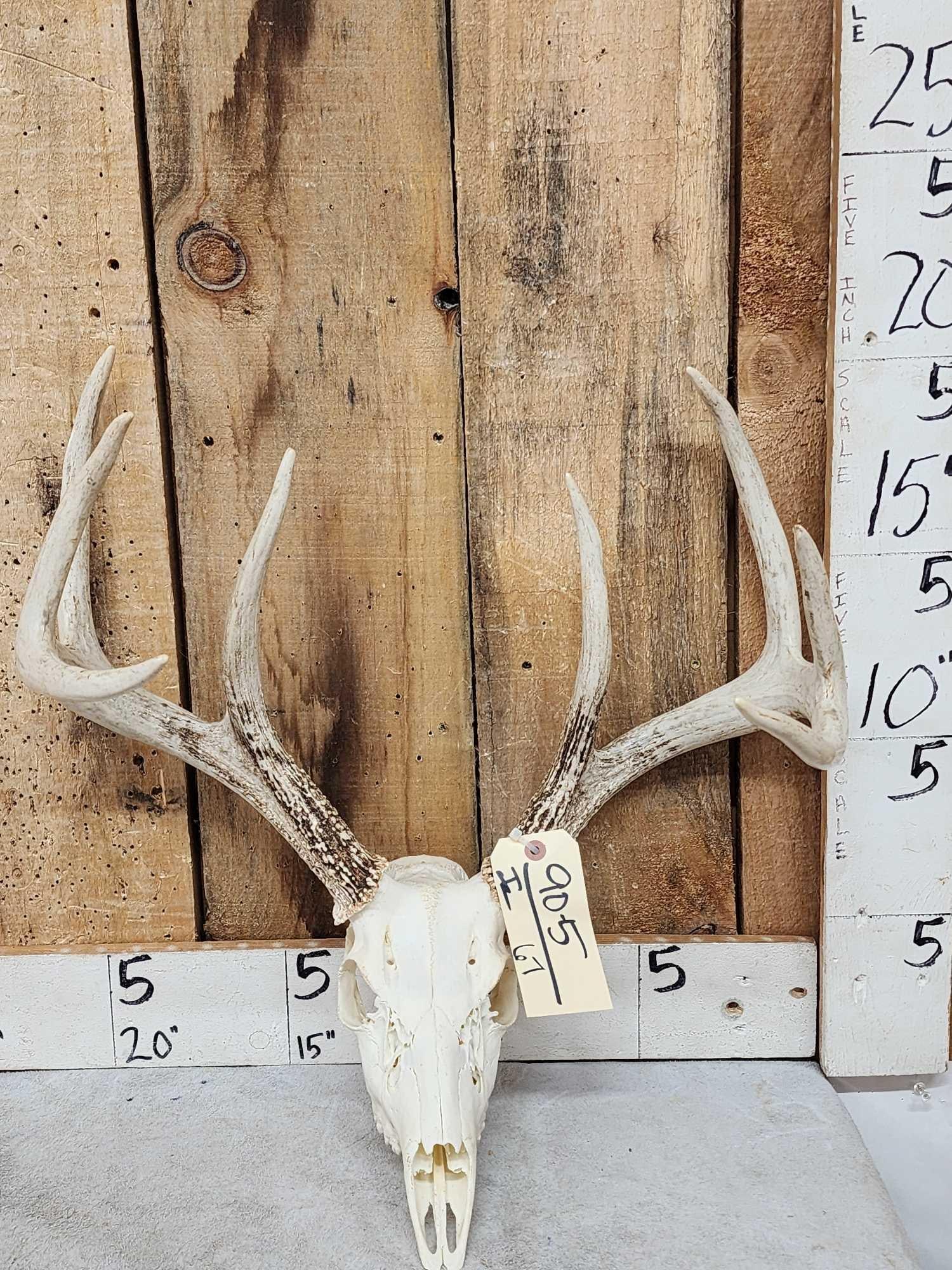 4x4 Whitetail Antlers On Skull (1 of 3)
