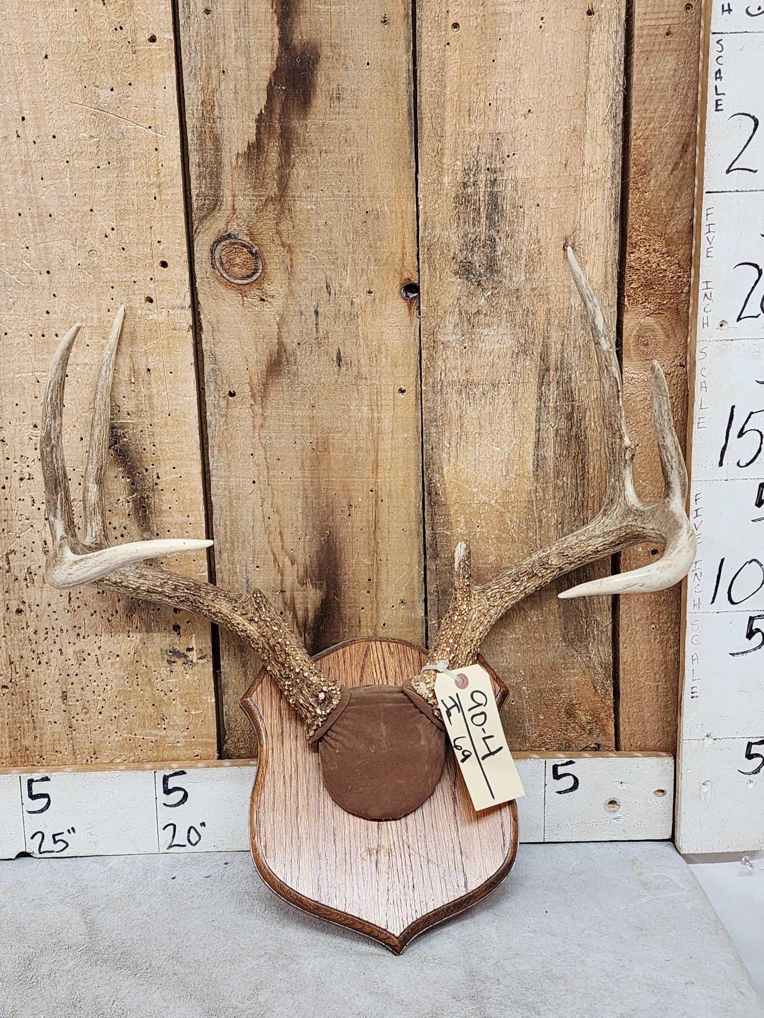 4x4 Whitetail Antlers On Plaque (1 of 3)