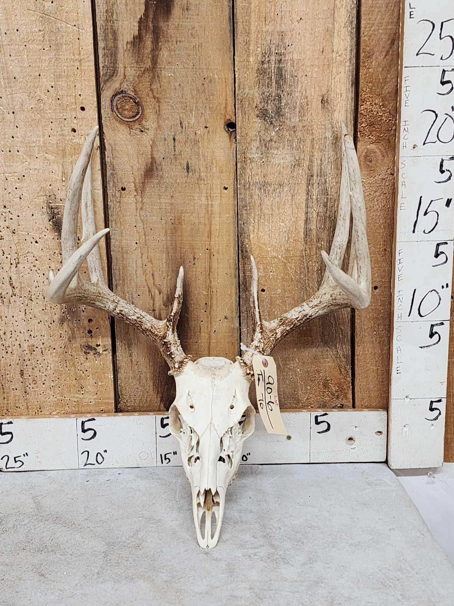5x5 Whitetail Antlers On Skull: 90.6 Tall tines great color wild Iowa Deer