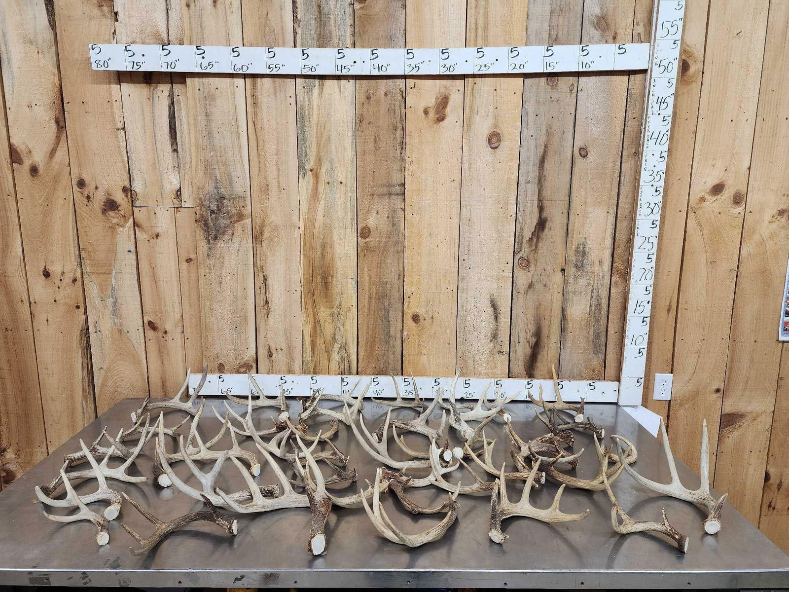 23.9 Lbs Of Whitetail Antlers: 62.57 All cut below the burr great for crafts or dog chews 42 pcs