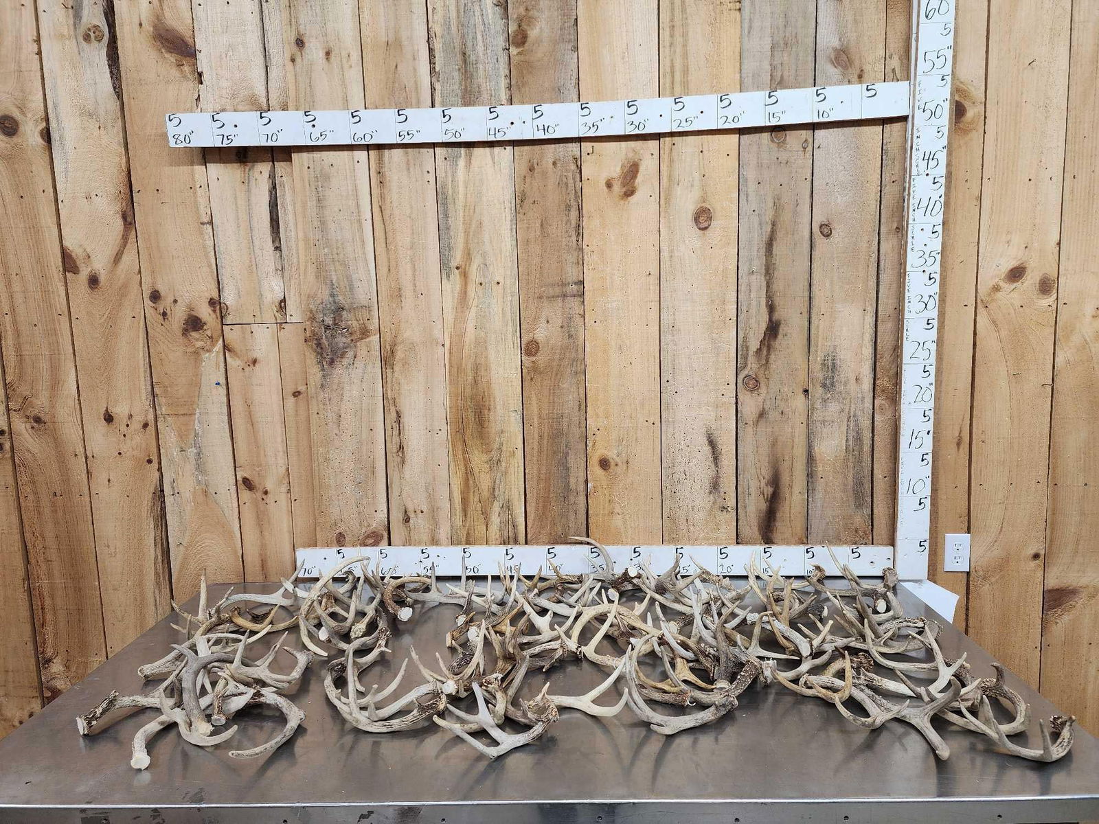 33.4 Lbs Of Whitetail Antlers: 62.59 Cut below the burr great for crafts or dog chews 85 pcs