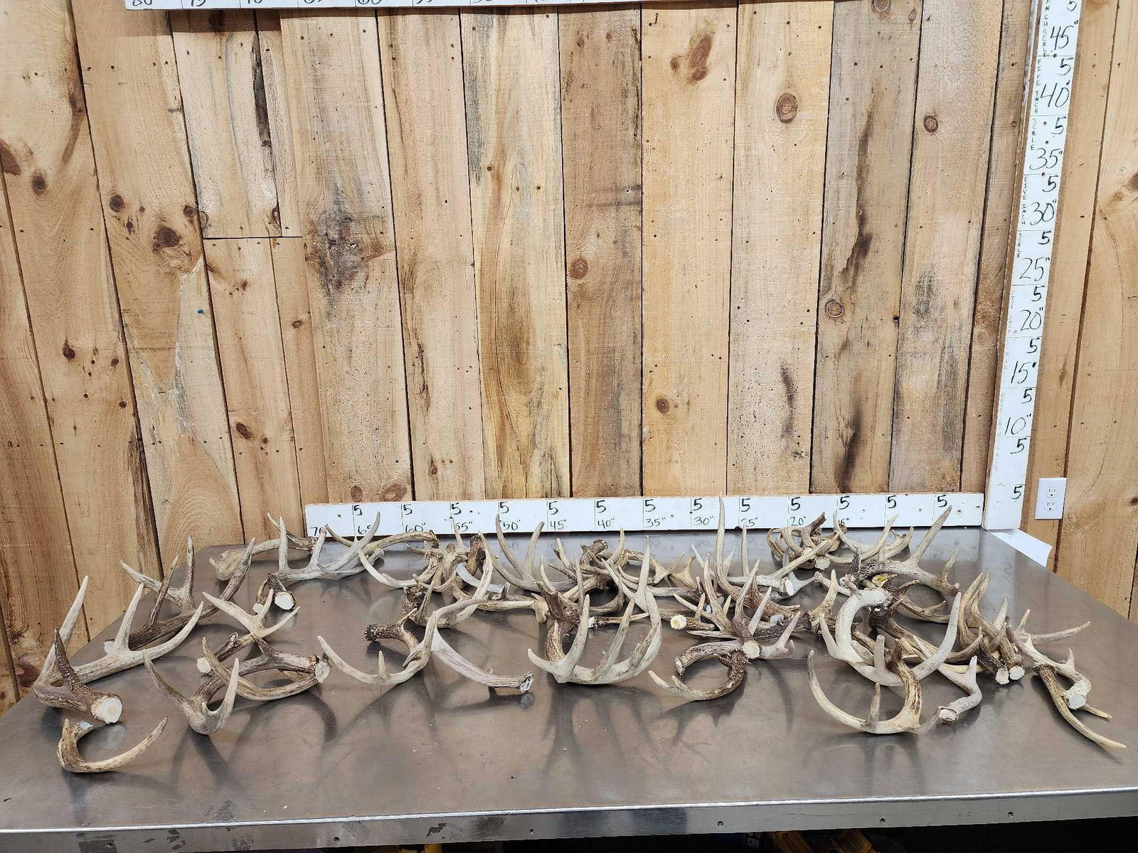25.5 Lbs Of Whitetail Antlers (1 of 5)