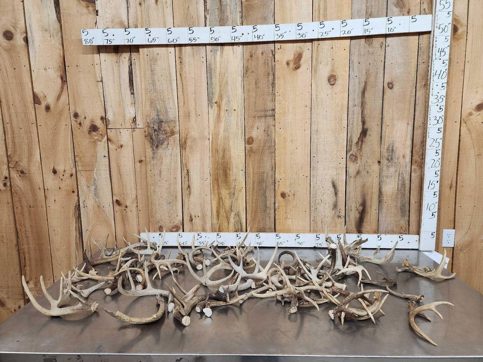 28.4 Lbs Of Deer Antlers (1 of 4)