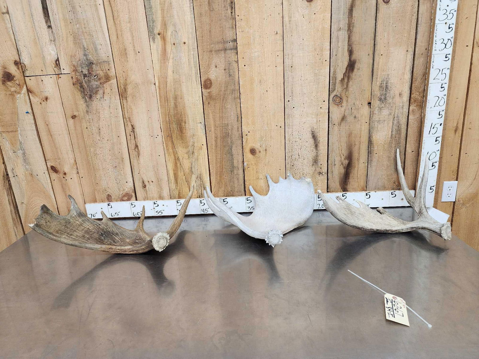 20.5 Lbs Of Moose Shed Antlers: 62.67 Great for crafts or decor