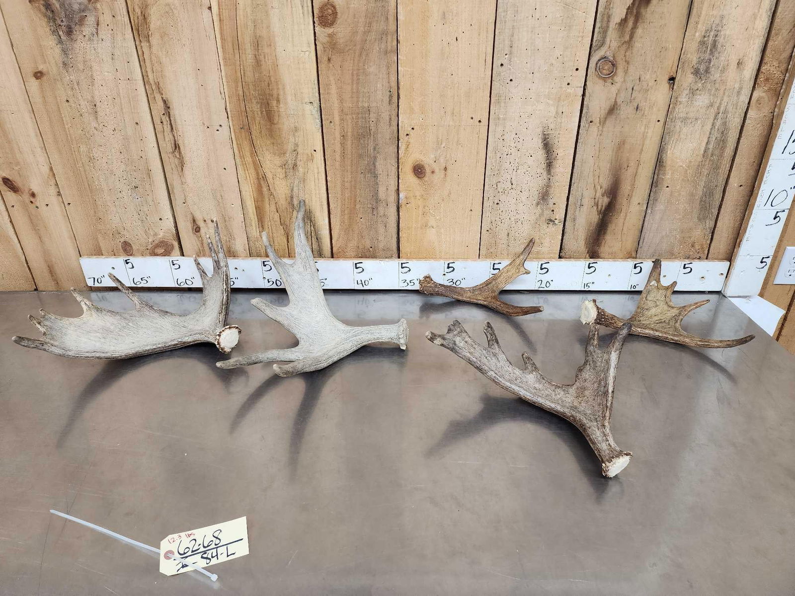 12.3 Lbs Of Moose Antlers: 62.68 Great for crafts or decor sheds cuts below the burr