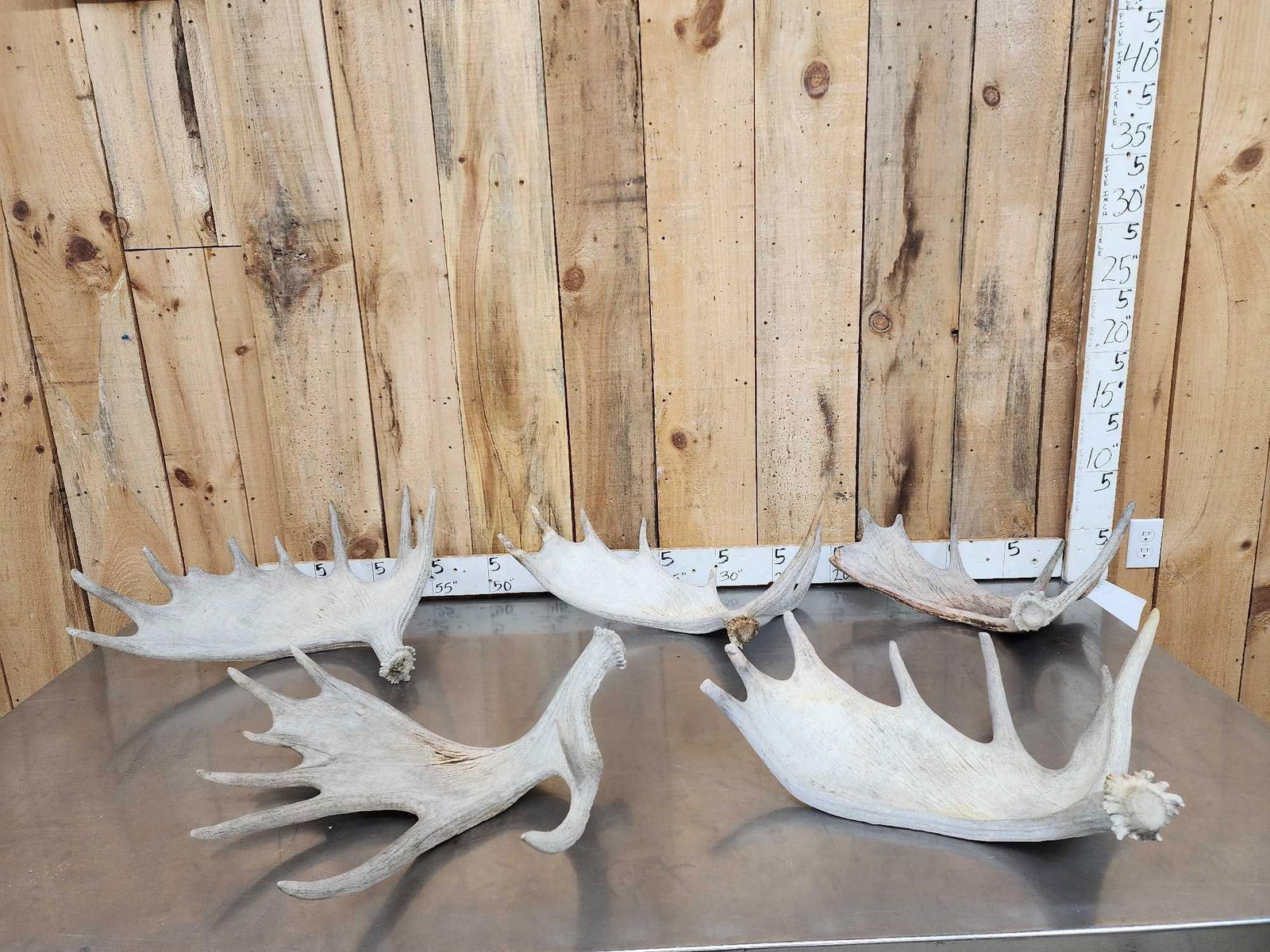 30.7 Lbs Of Moose Shed Antlers (1 of 7)
