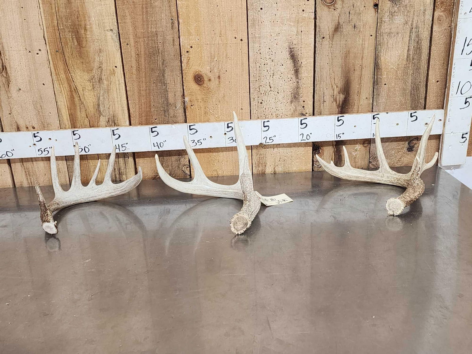 3 Wild Iowa Whitetail Shed Antlers: 100.10 Nice group one money buys the lot